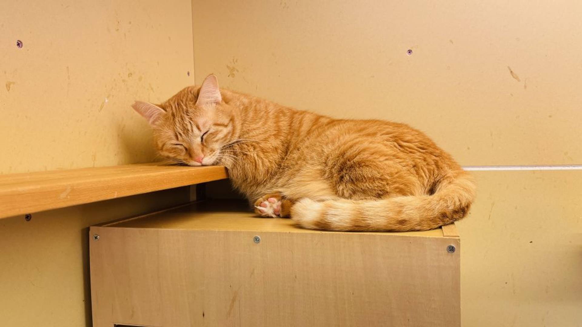 雑種（ミックス猫）・オスの里親募集の写真