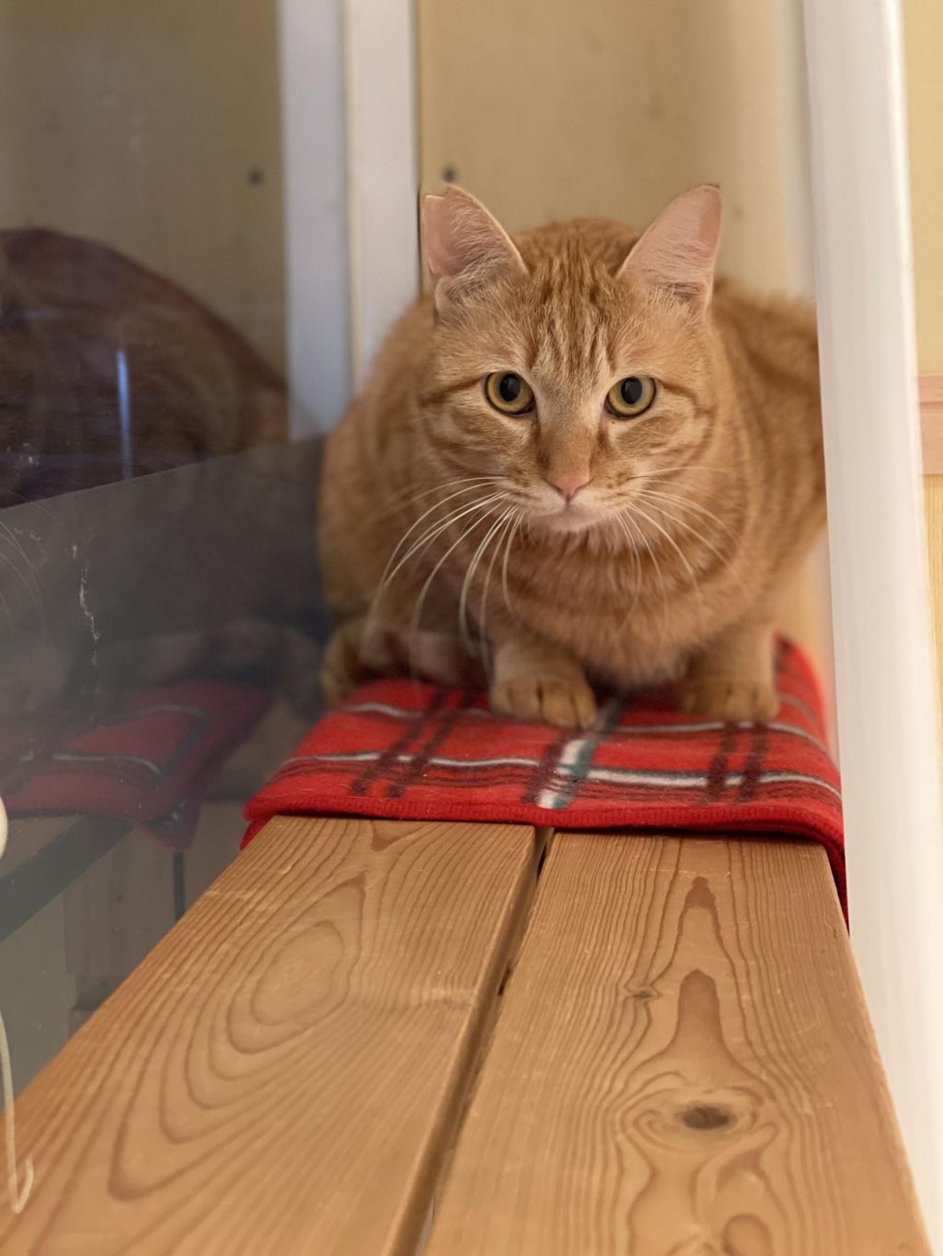 pet-image-2