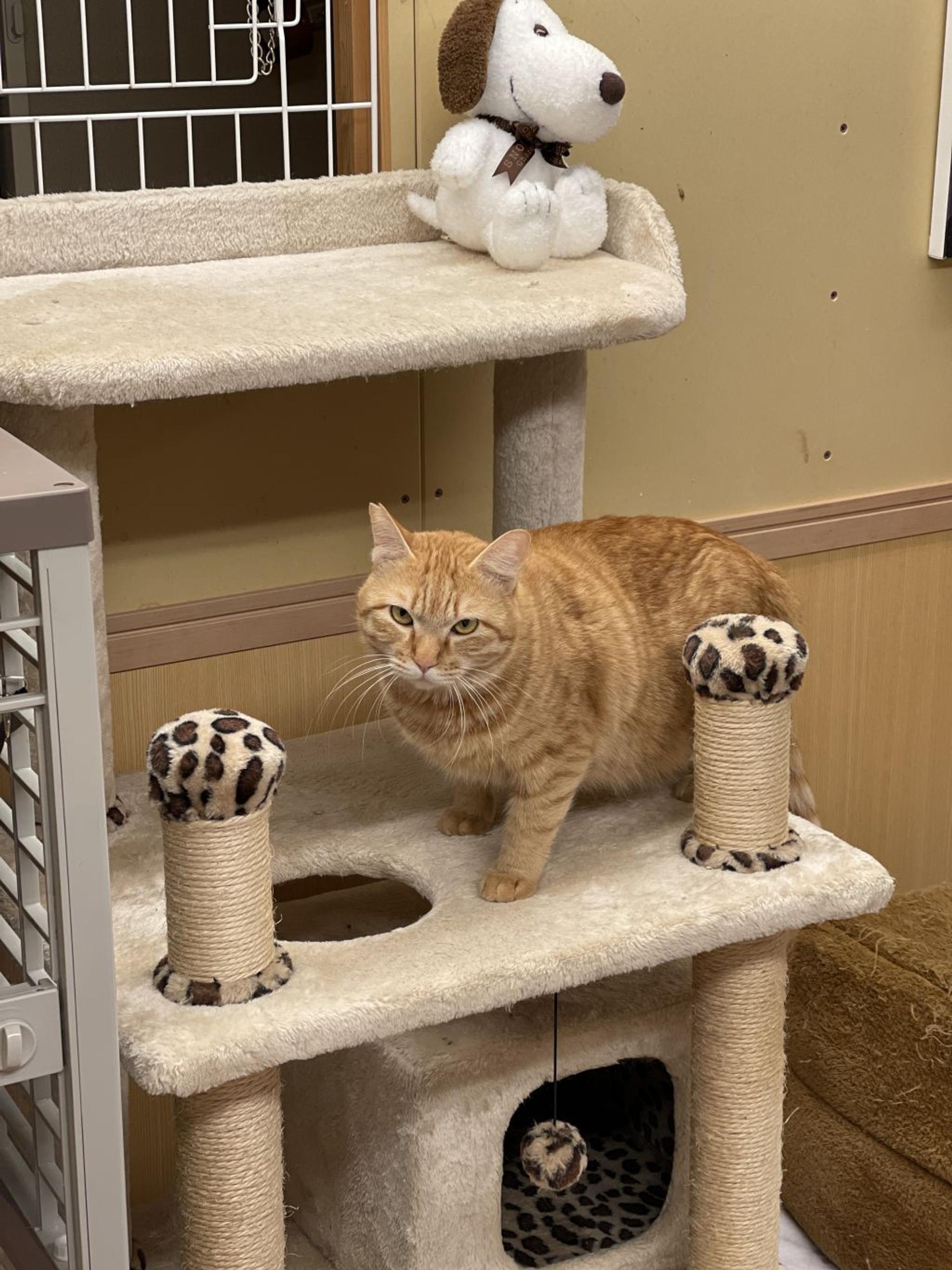 pet-image-3