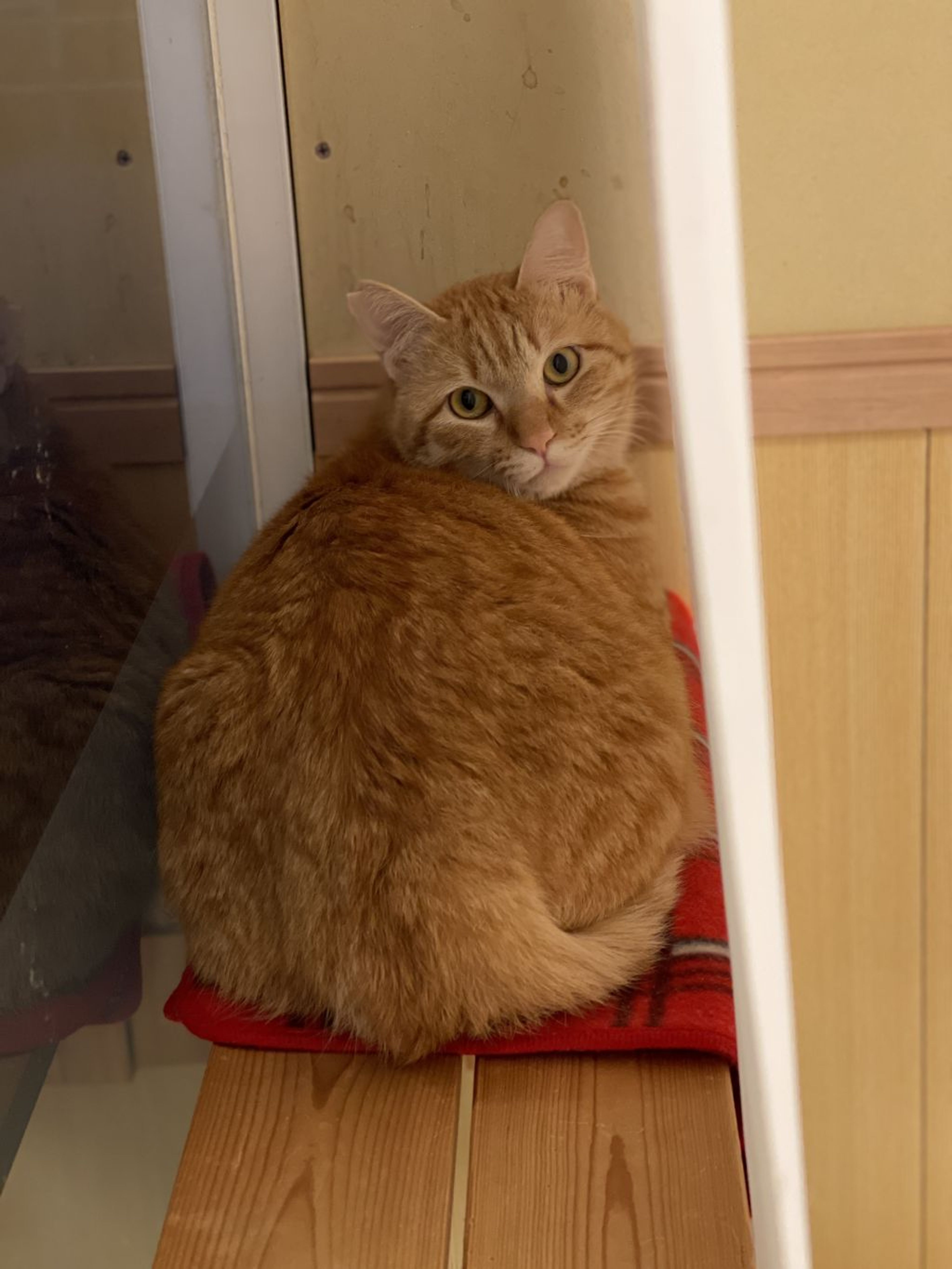 pet-image-4