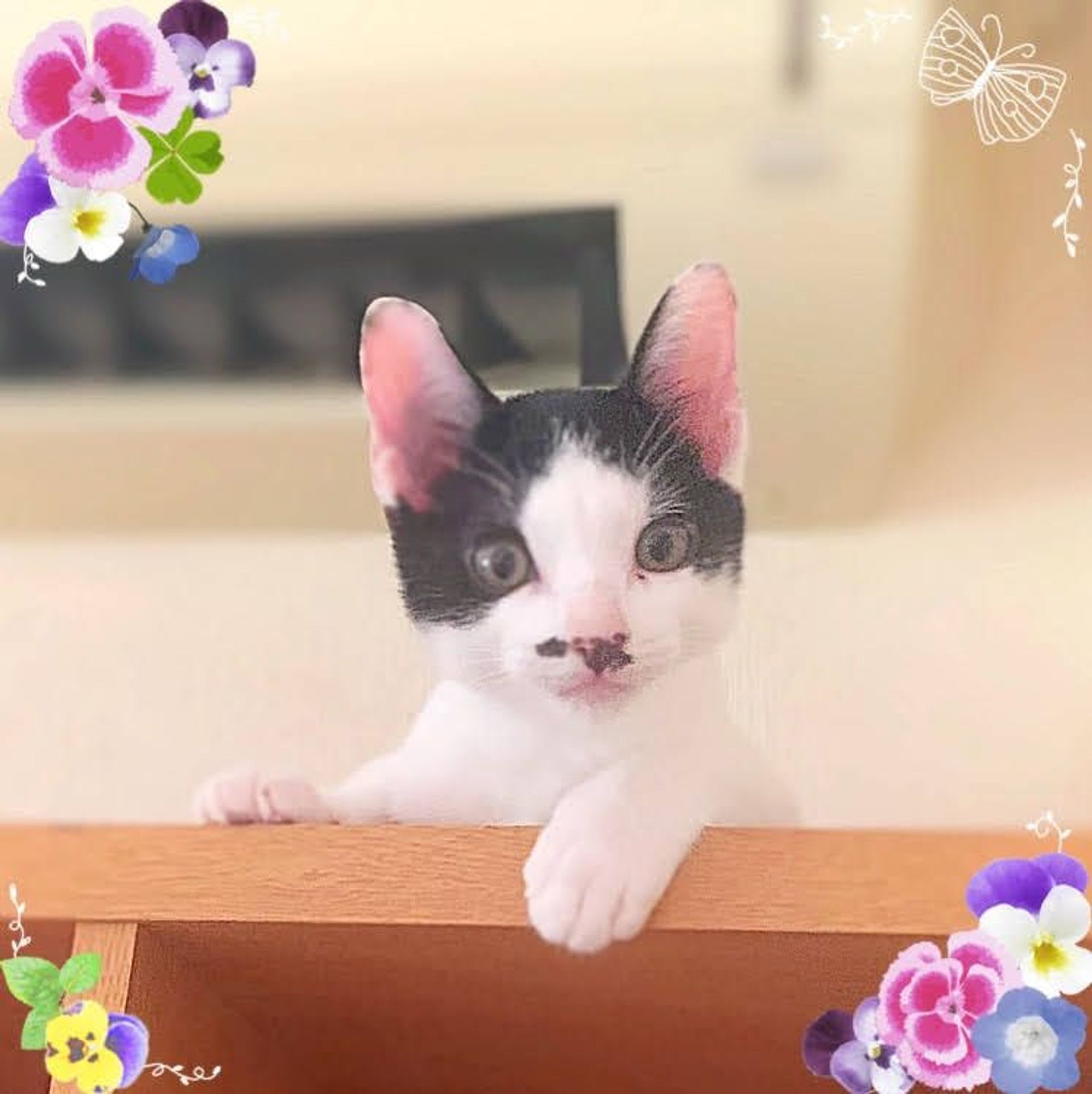 雑種（ミックス猫）・オスの里親募集の写真