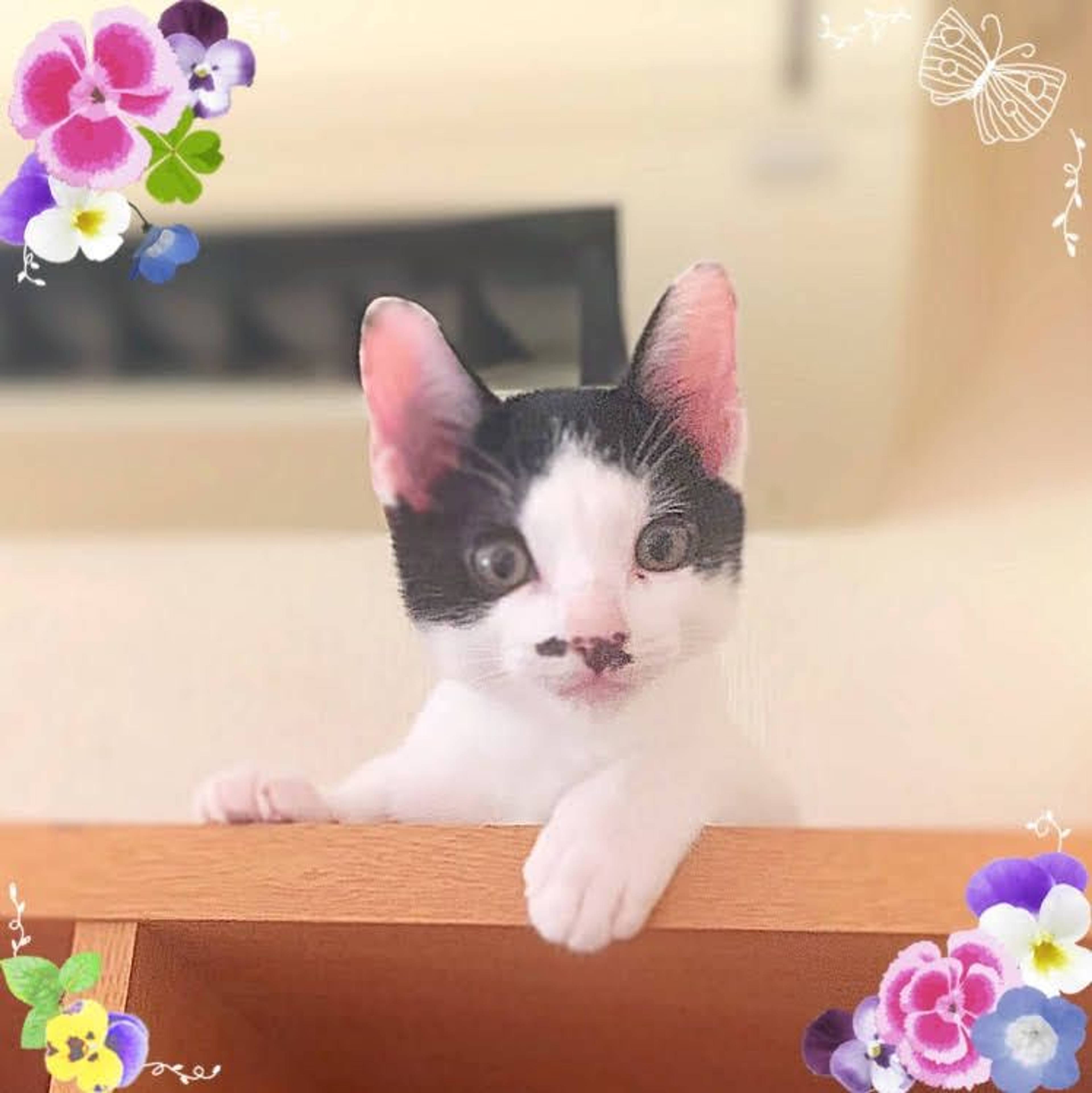 雑種（ミックス猫）・オスの里親募集の写真