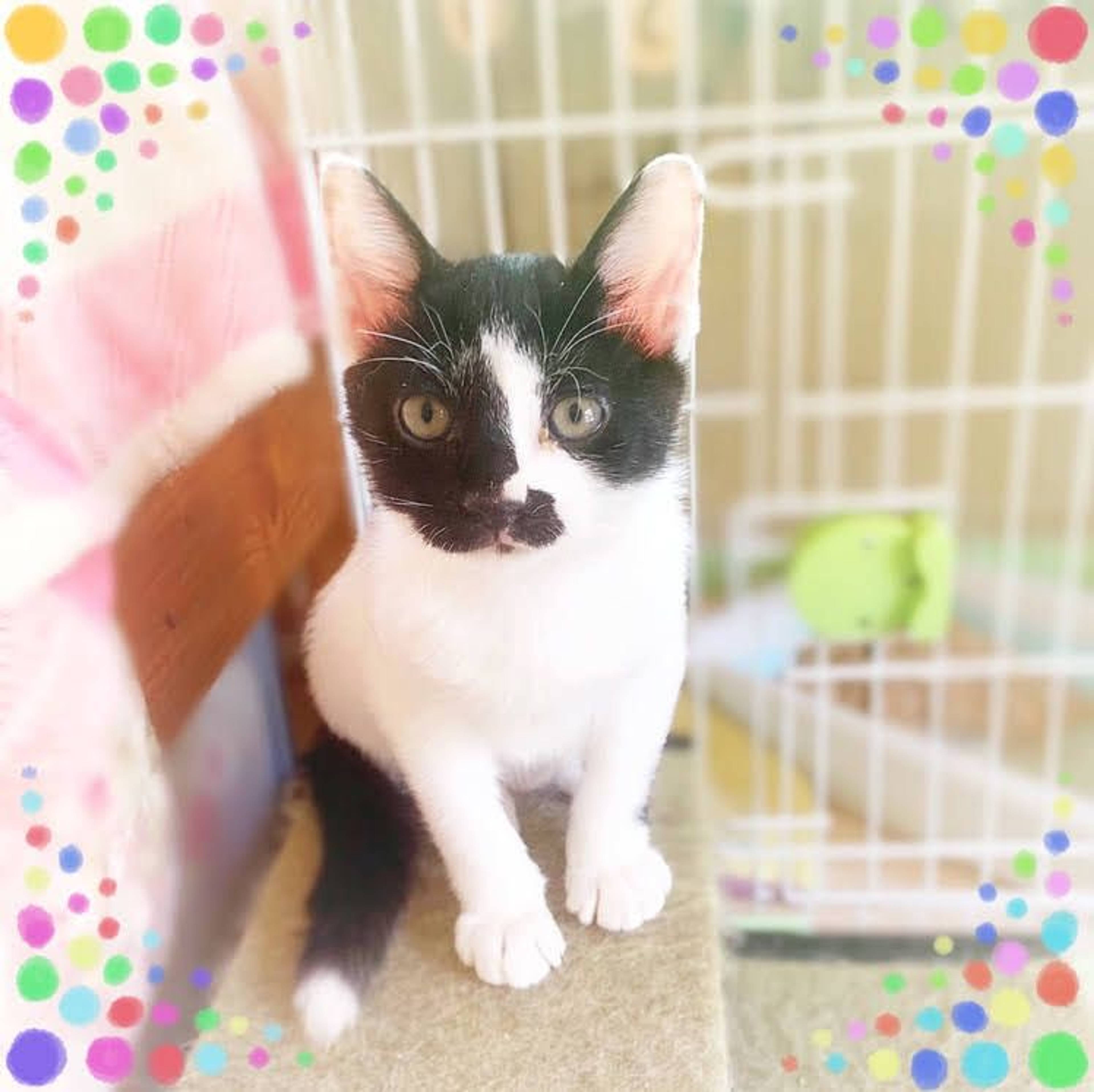 雑種（ミックス猫）・オスの里親募集の写真