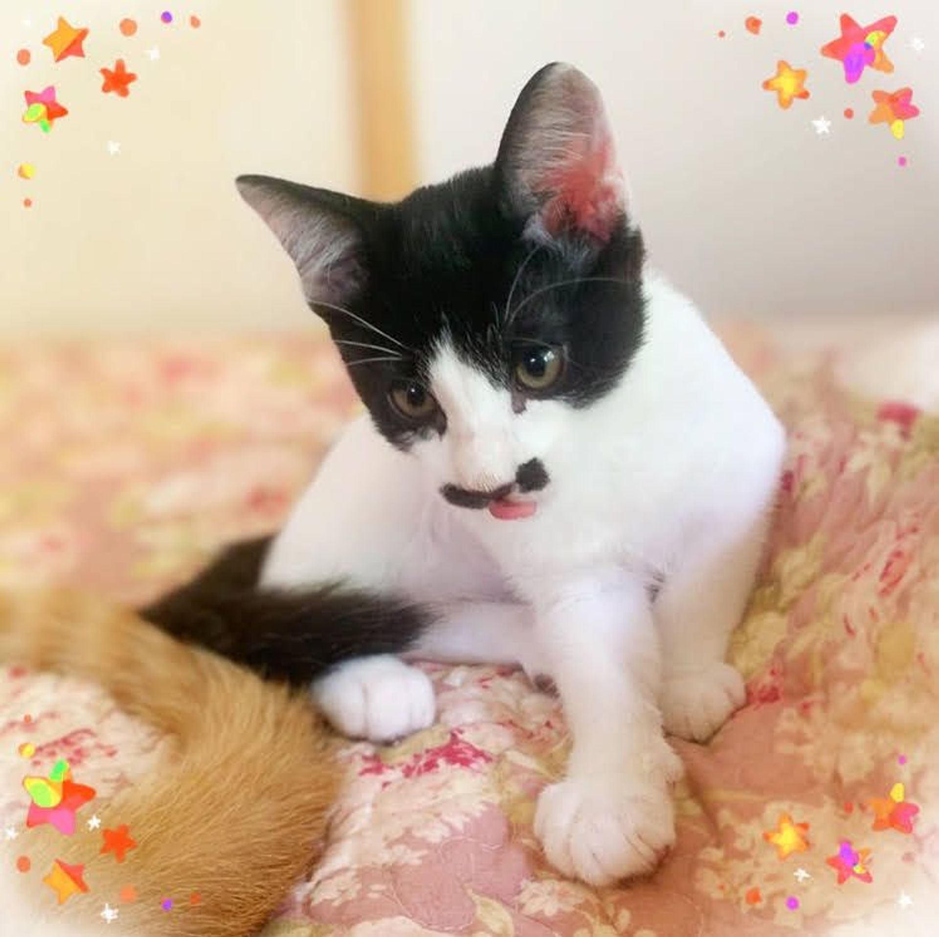 雑種（ミックス猫）・オスの里親募集の写真