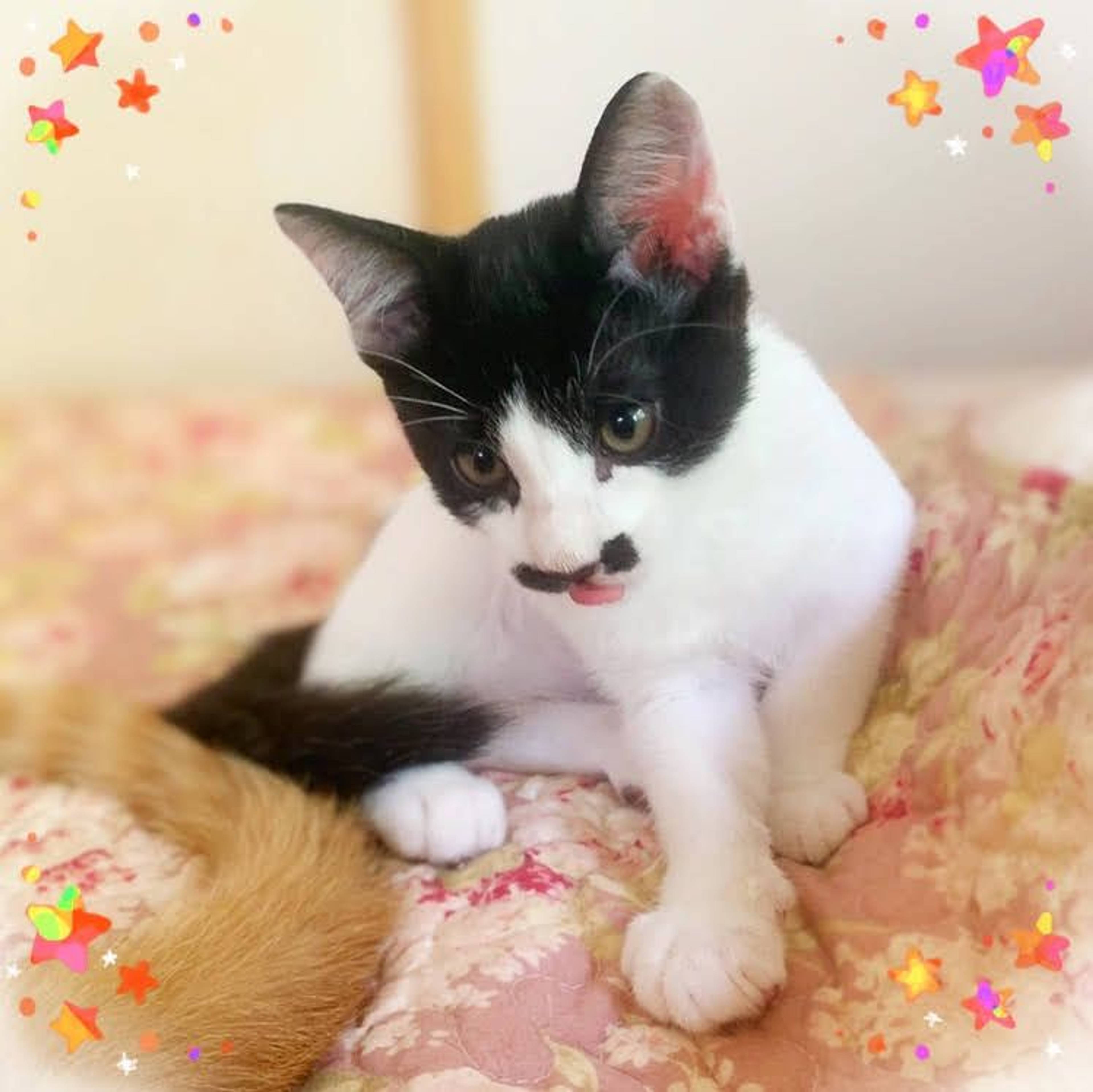 雑種（ミックス猫）・オスの里親募集の写真