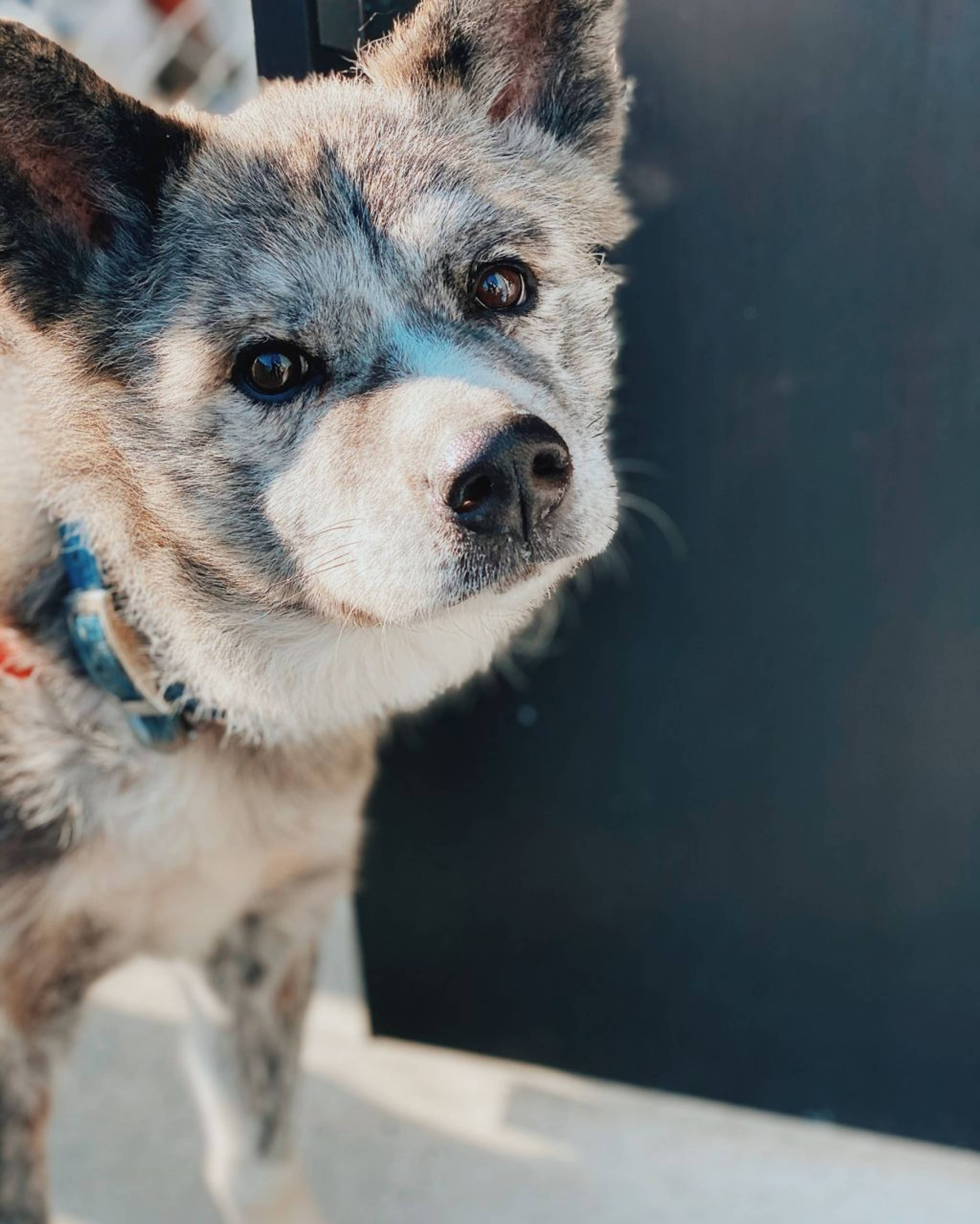 秋田犬・オスの里親募集の写真