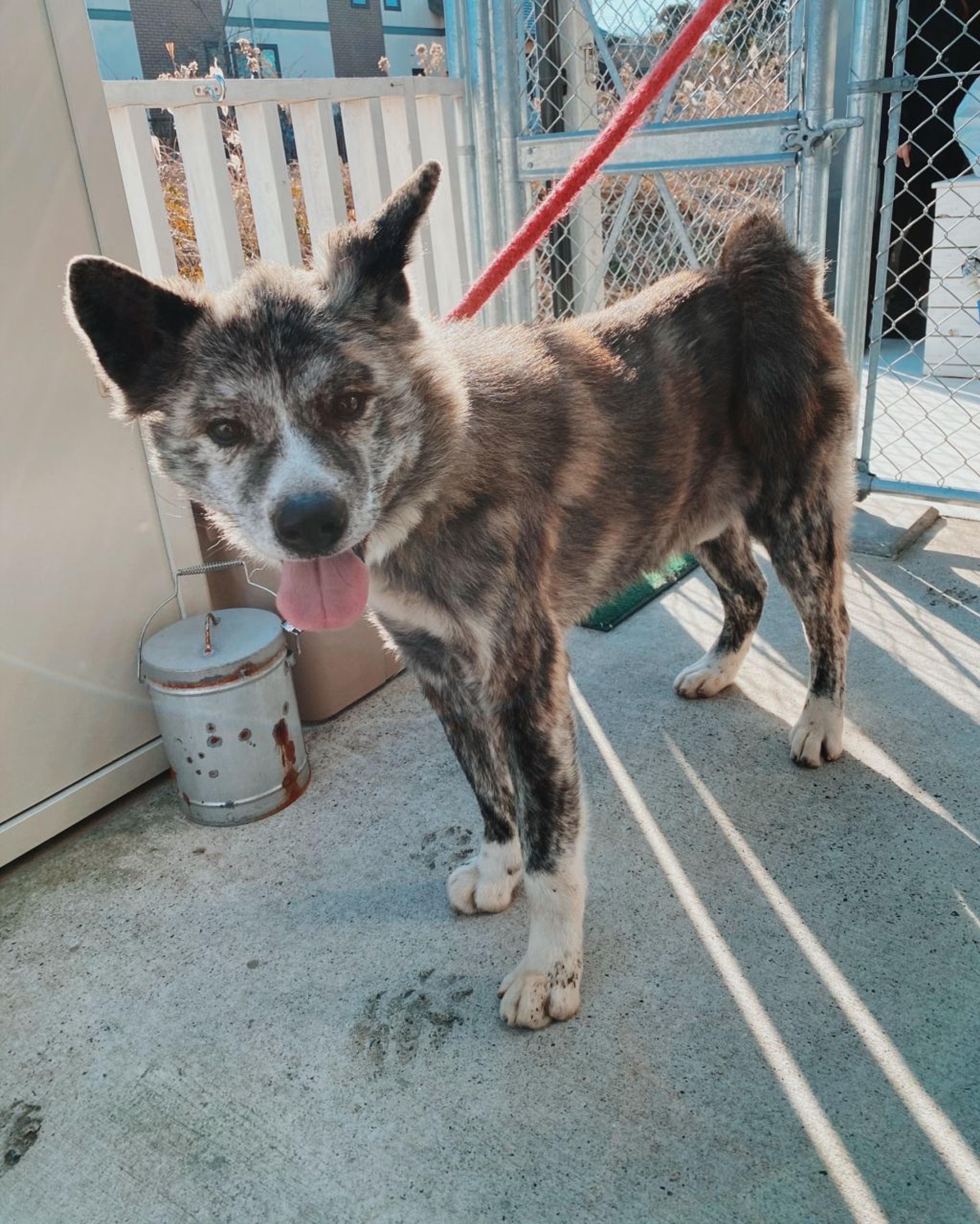 pet-image-2