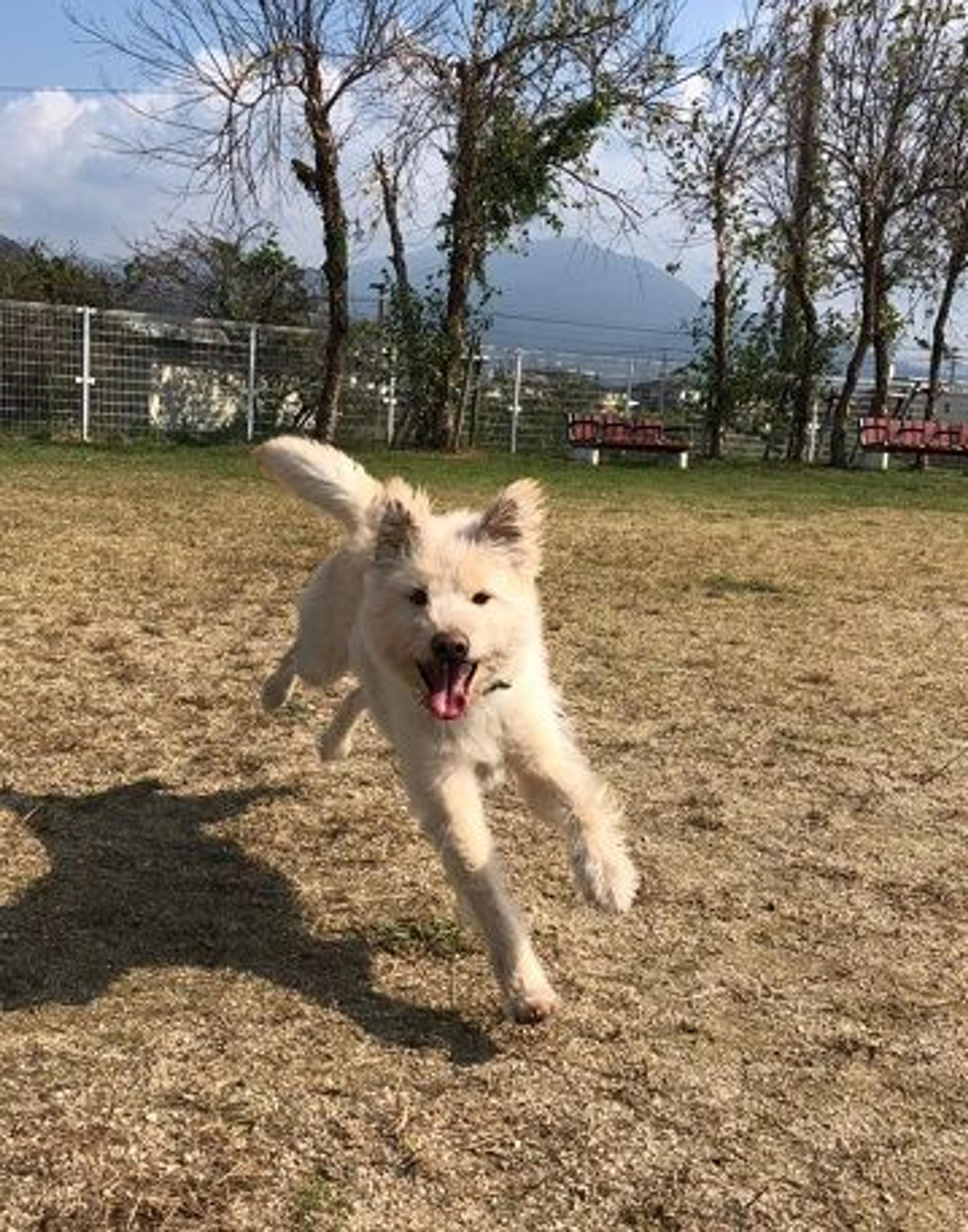 pet-image-3