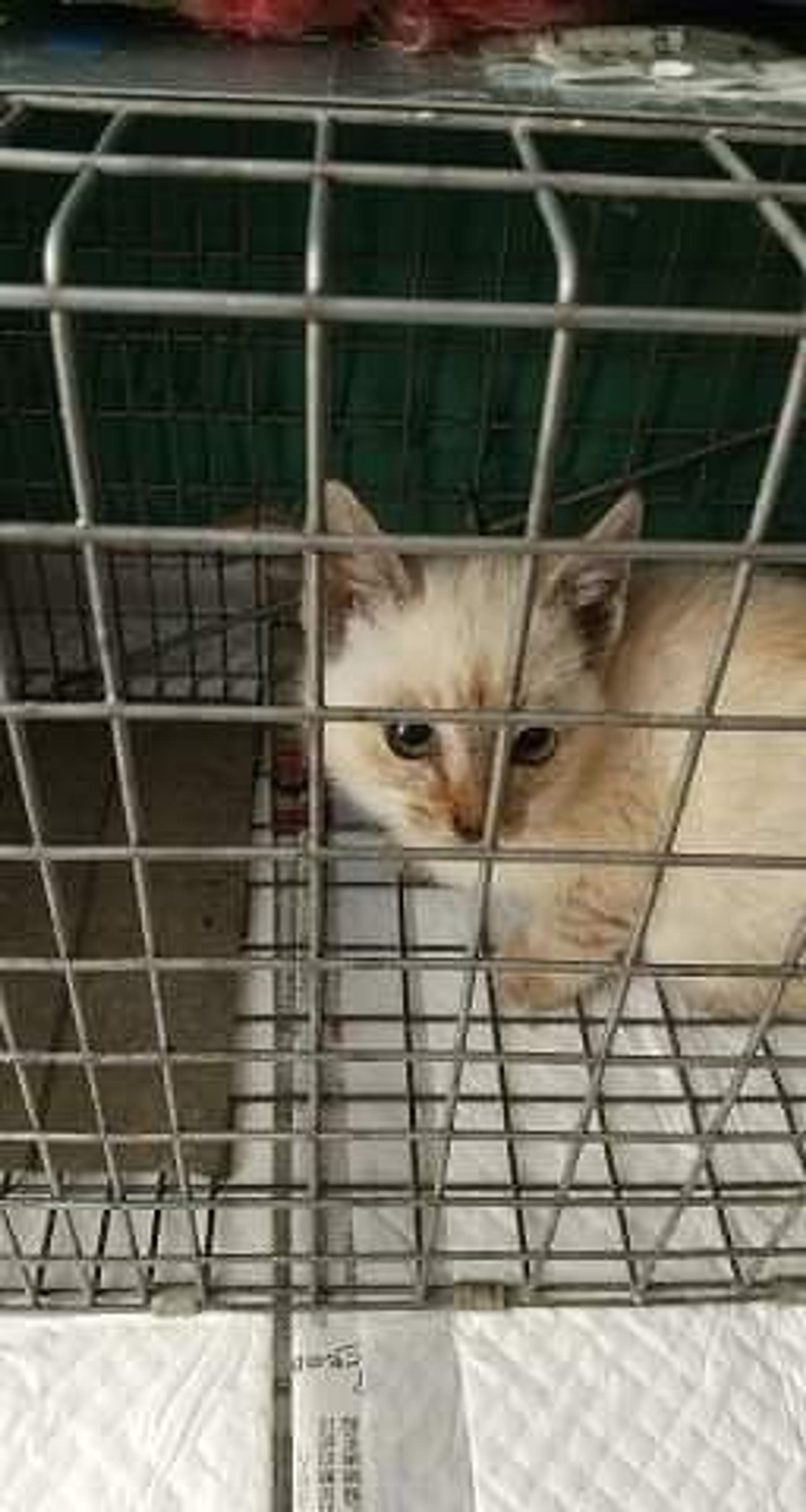pet-image-3
