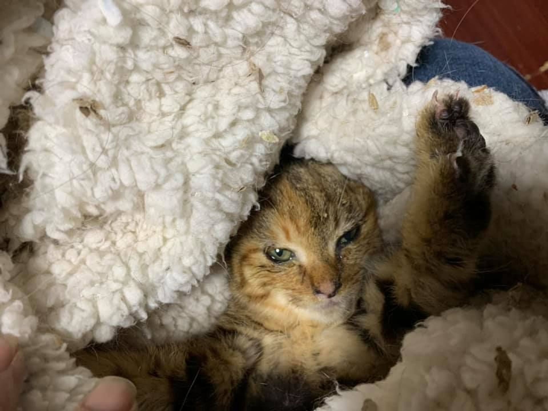 雑種（ミックス猫）・メスの里親募集の写真