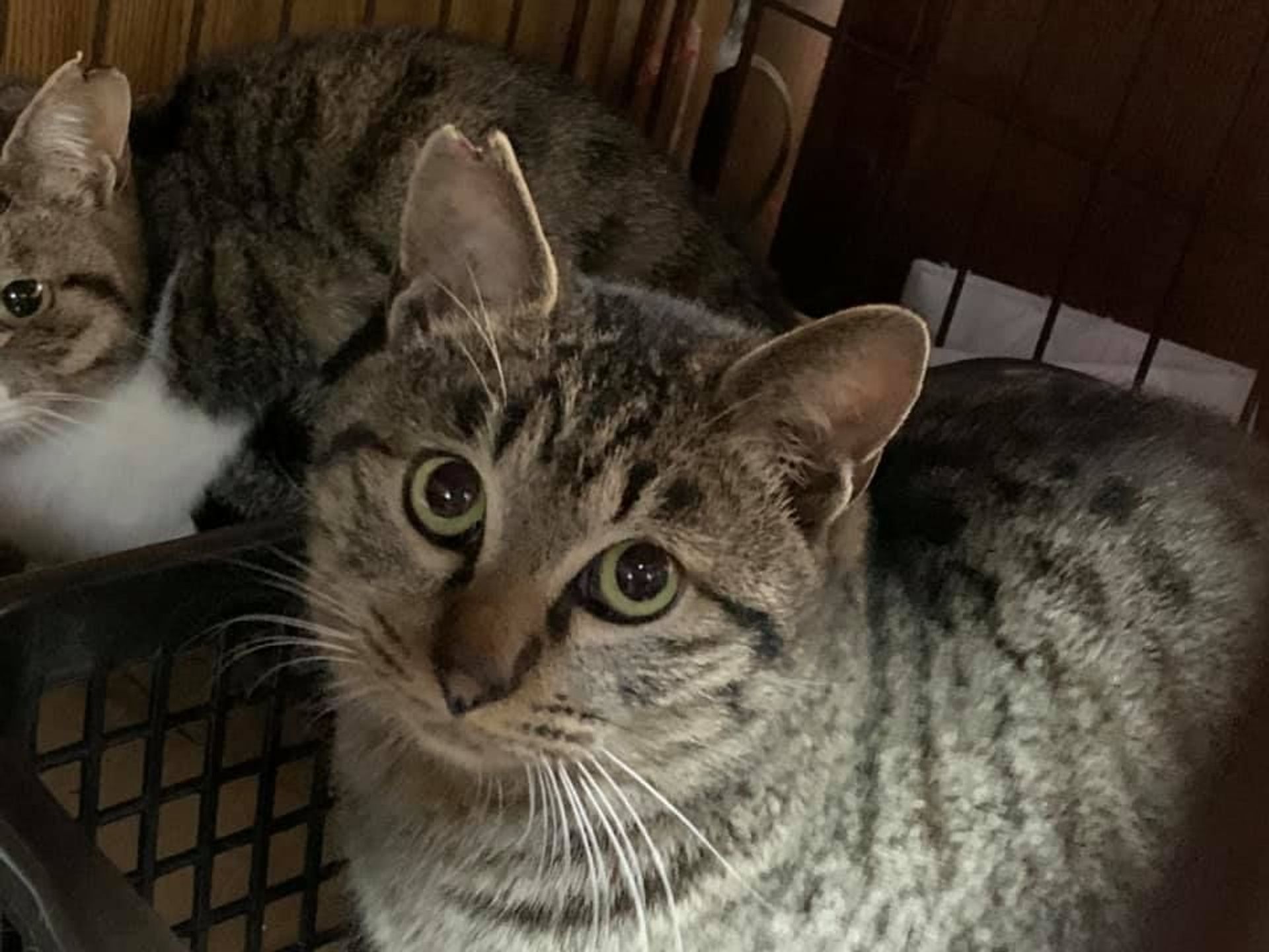 雑種（ミックス猫）・オスの里親募集の写真