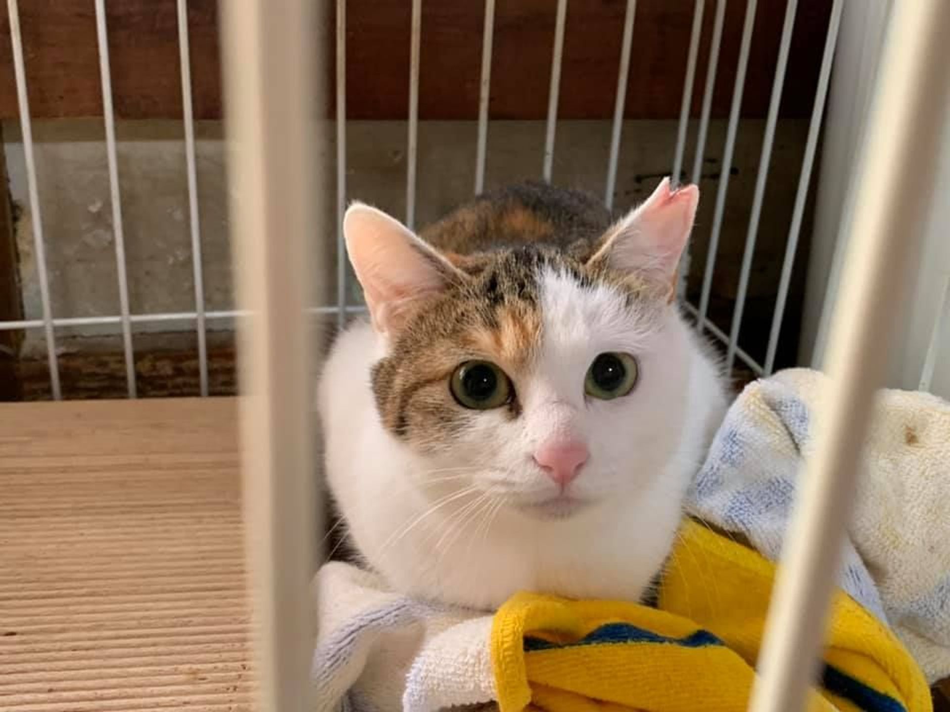 日本猫・メスの里親募集の写真