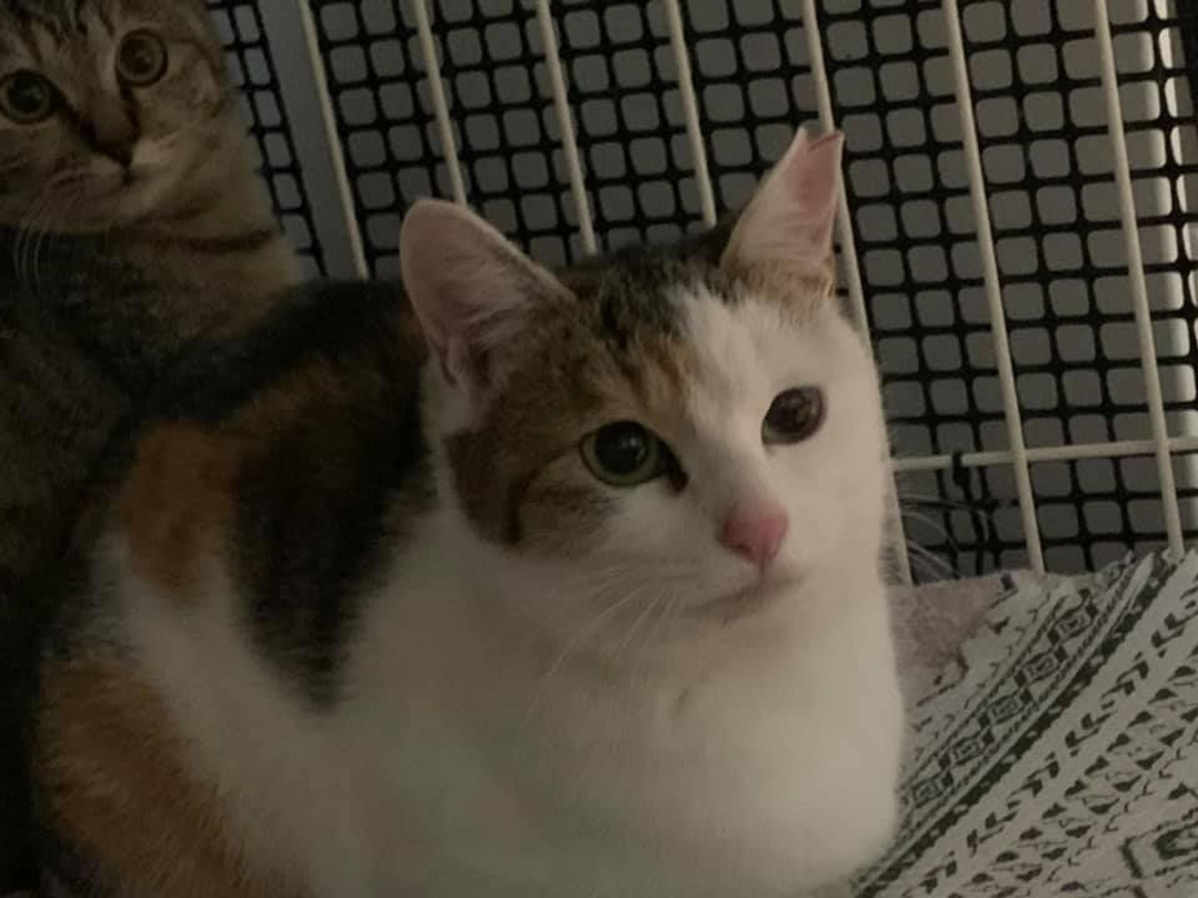 pet-image-2