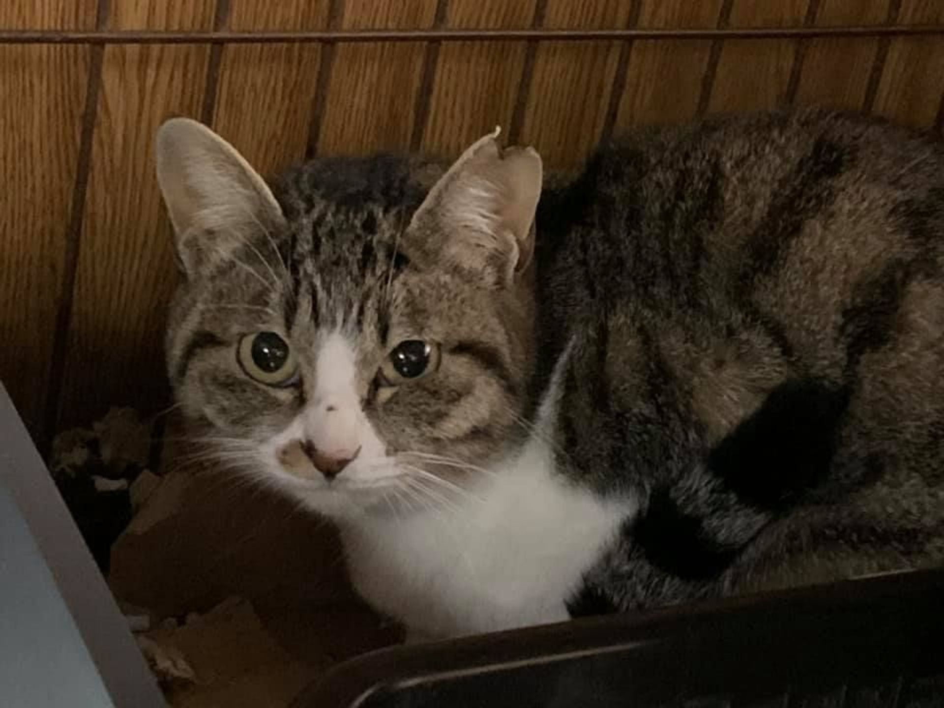 雑種（ミックス猫）・メスの里親募集の写真