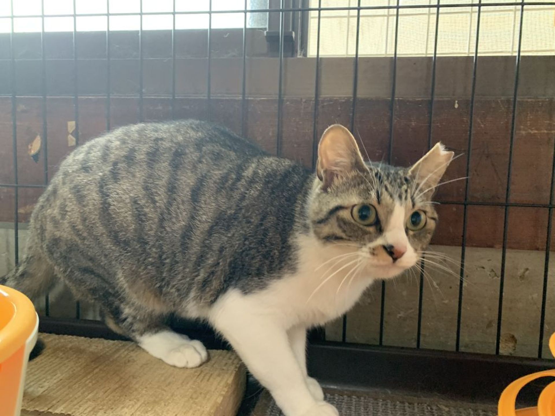 雑種（ミックス猫）・メスの里親募集の写真