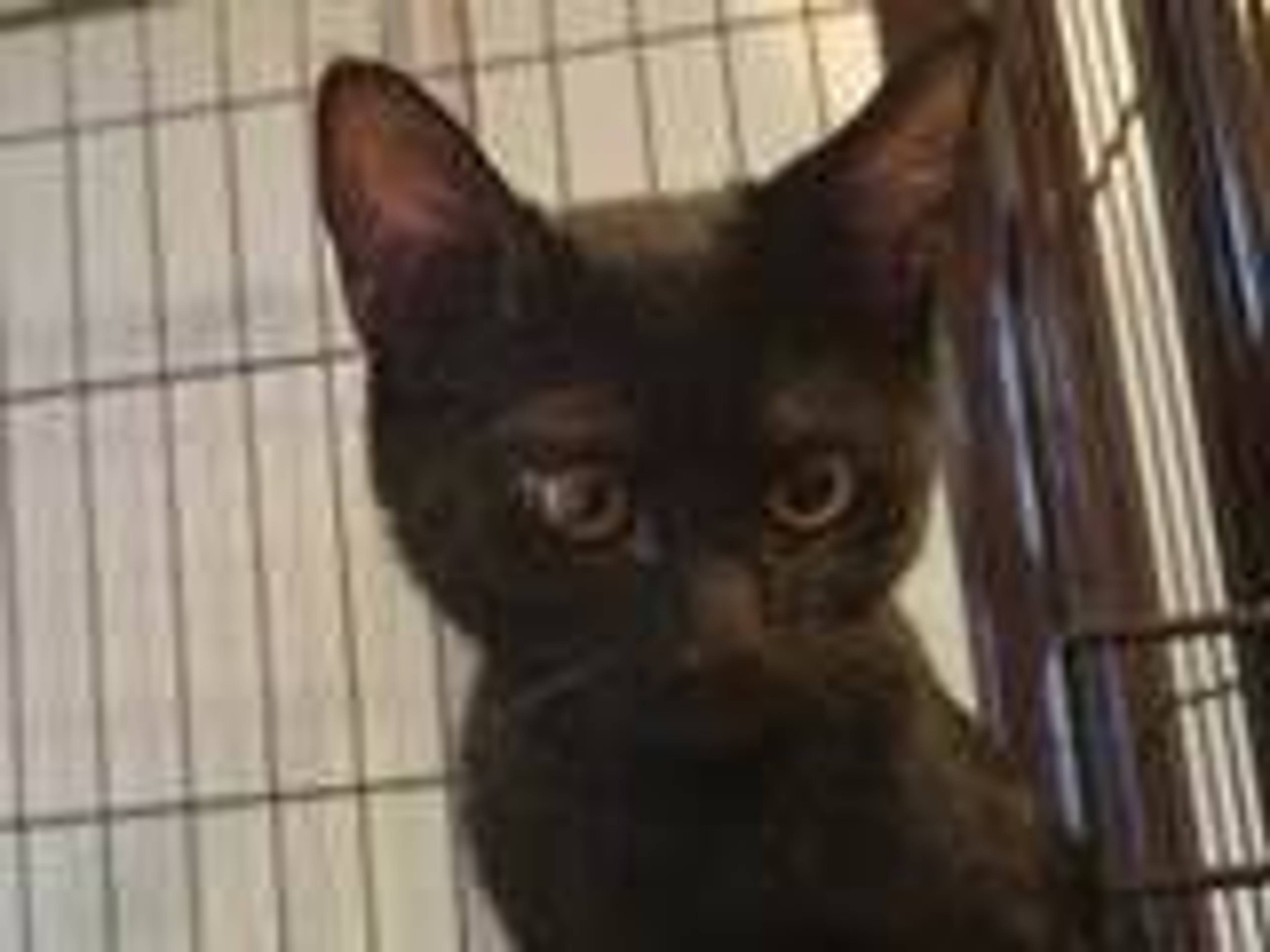雑種（ミックス猫）・オスの里親募集の写真