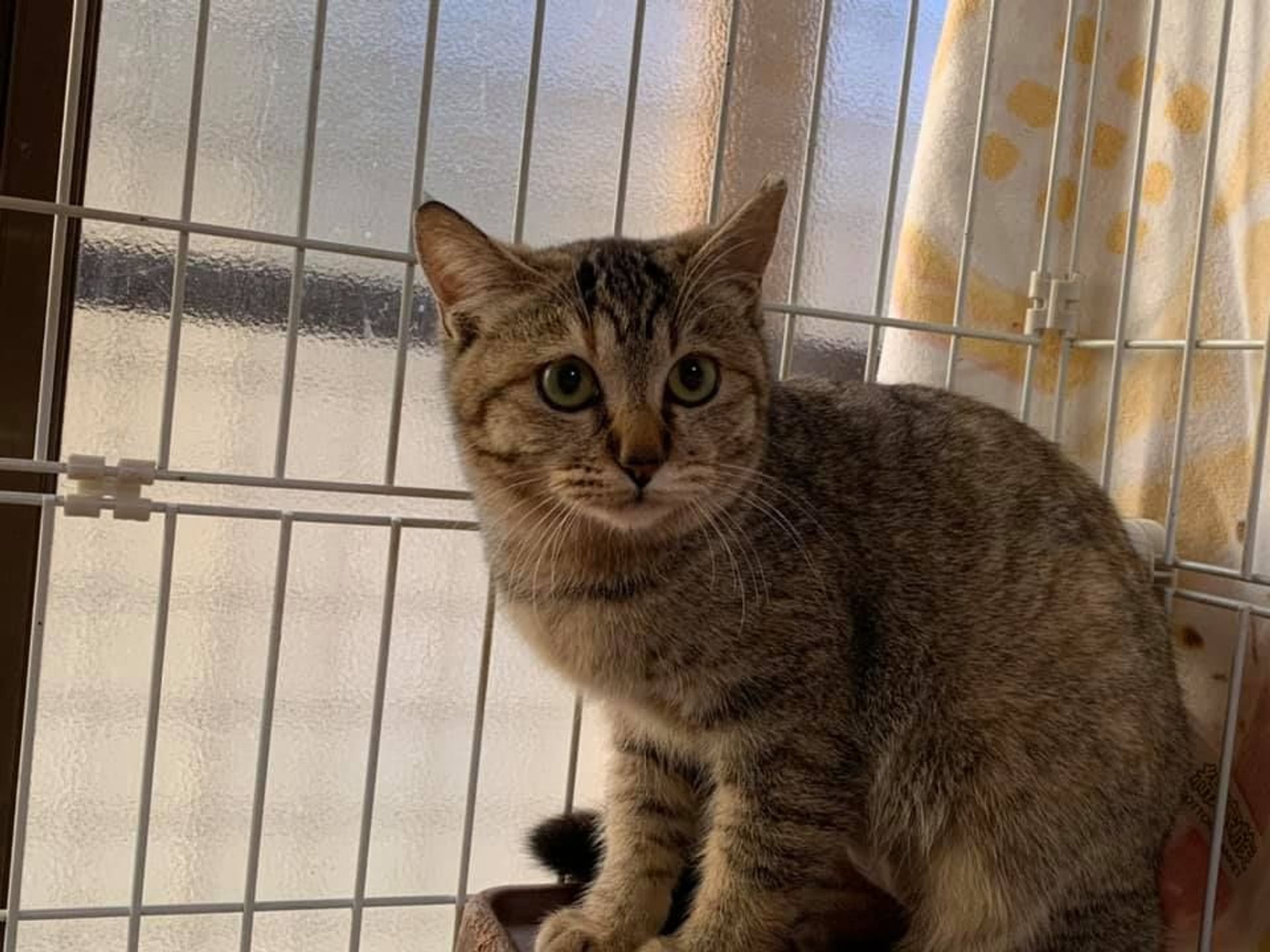 雑種（ミックス猫）・オスの里親募集の写真