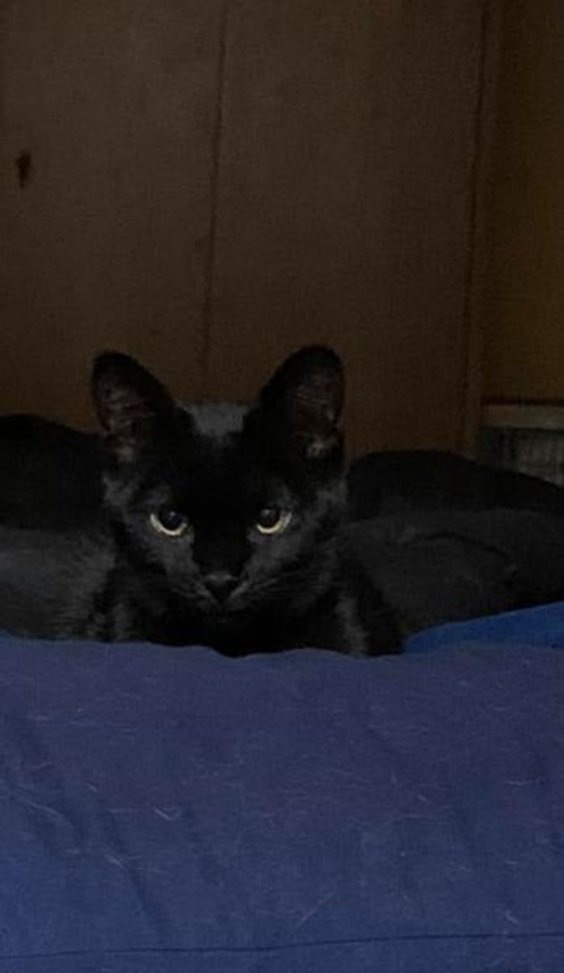 雑種（ミックス猫）・オスの里親募集の写真
