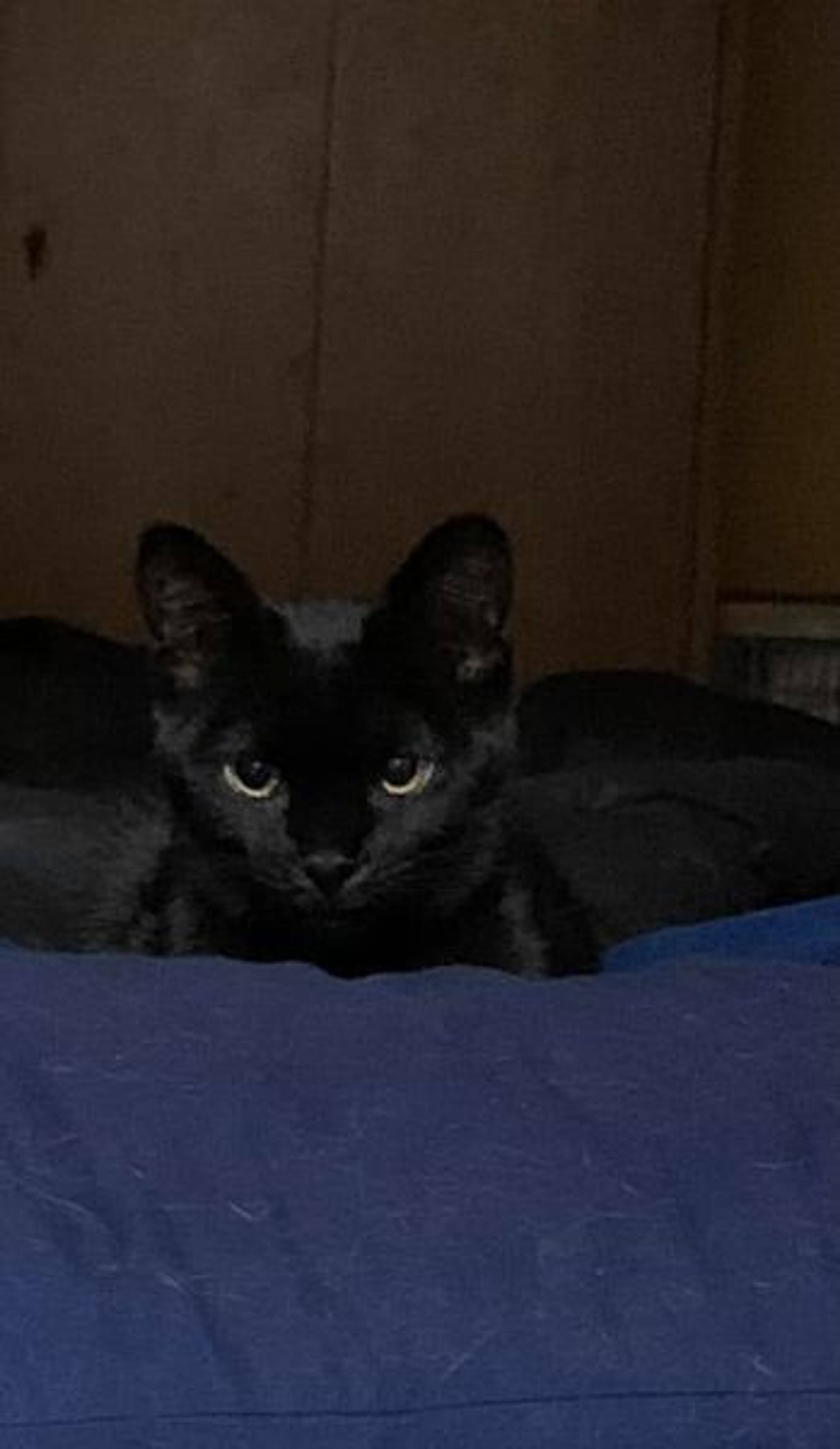 雑種（ミックス猫）・オスの里親募集の写真