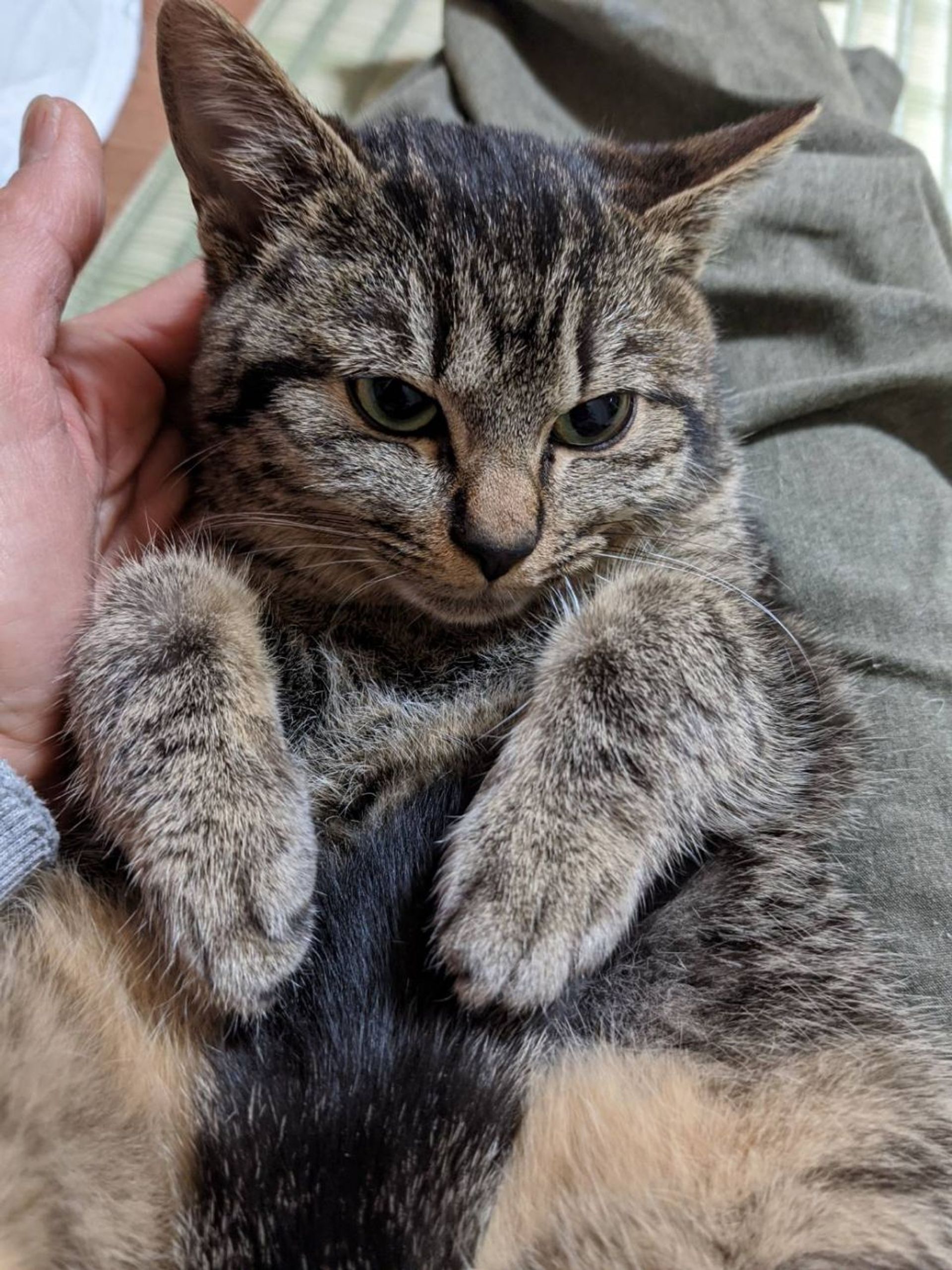 雑種（ミックス猫）・メスの里親募集の写真