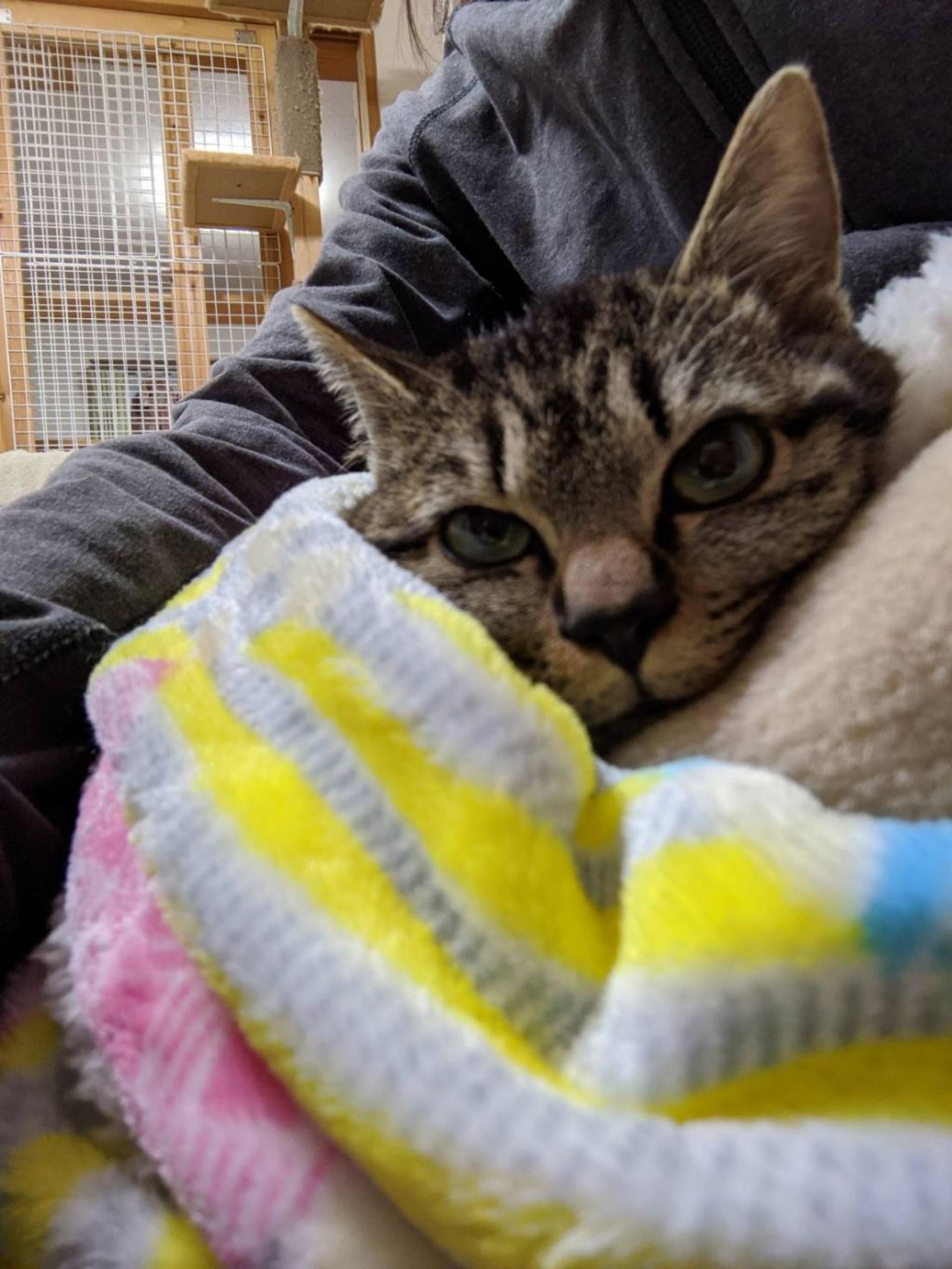 pet-image-3