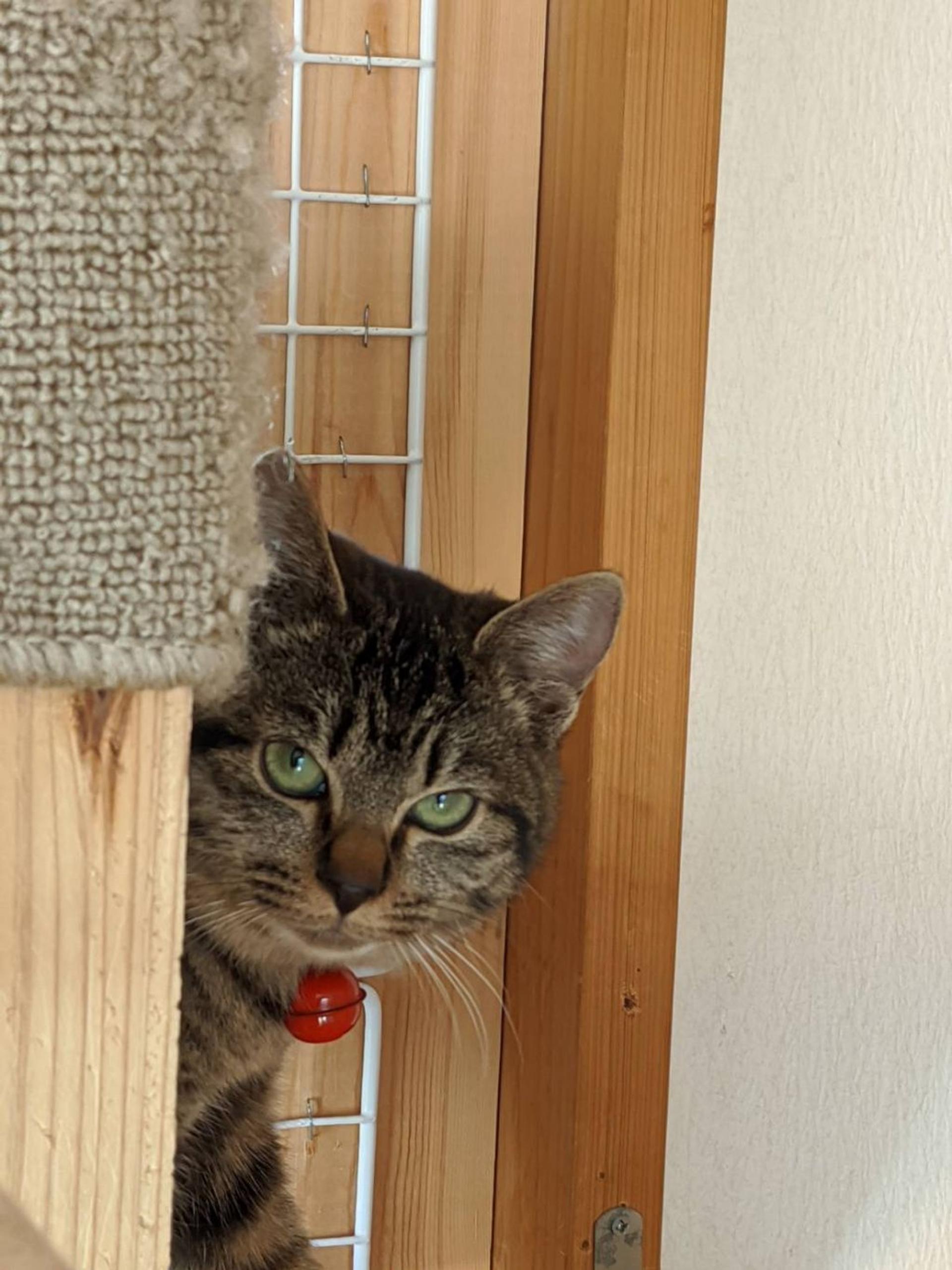 pet-image-4