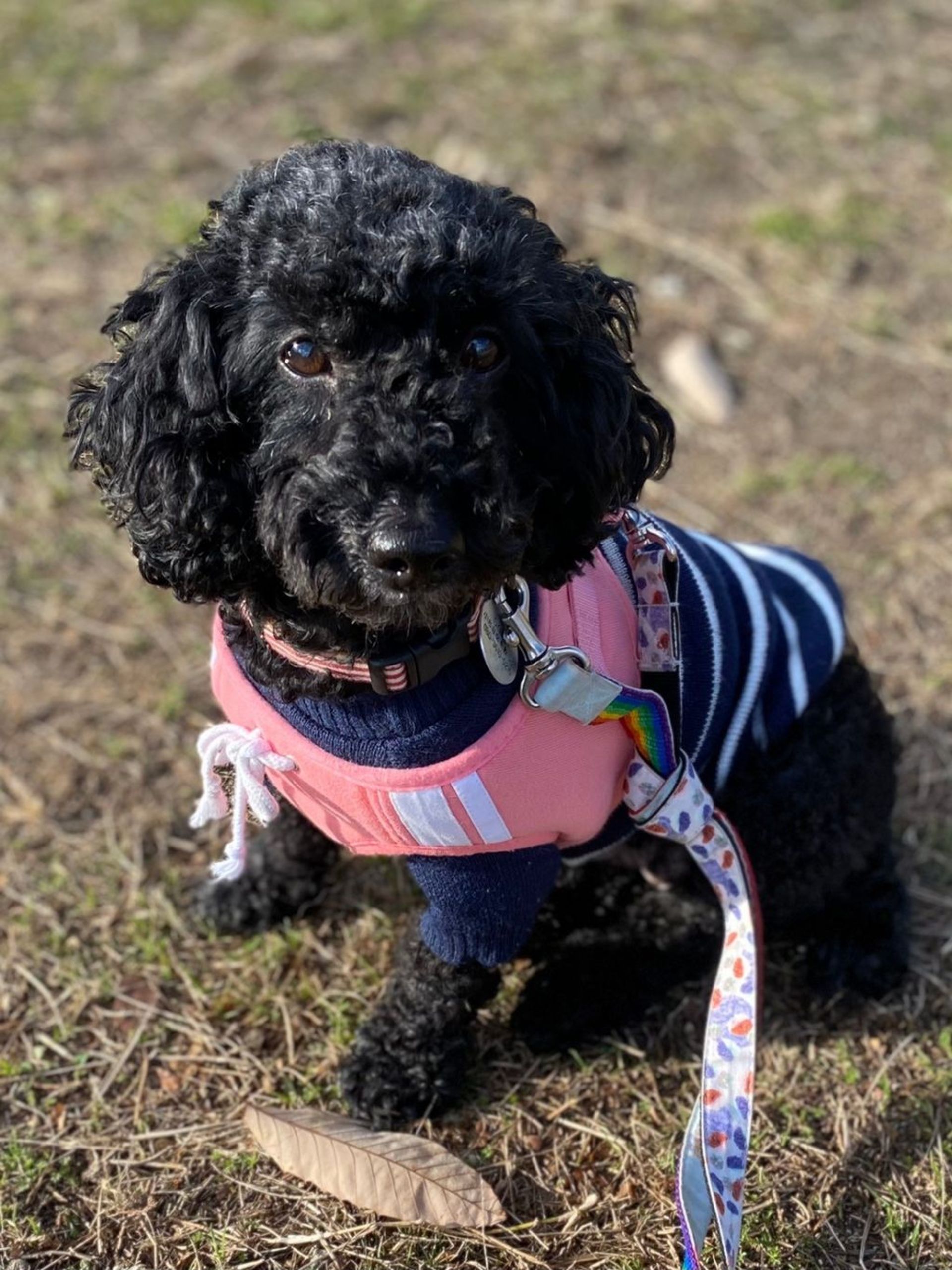 雑種（ミックス犬）・メスの里親募集の写真