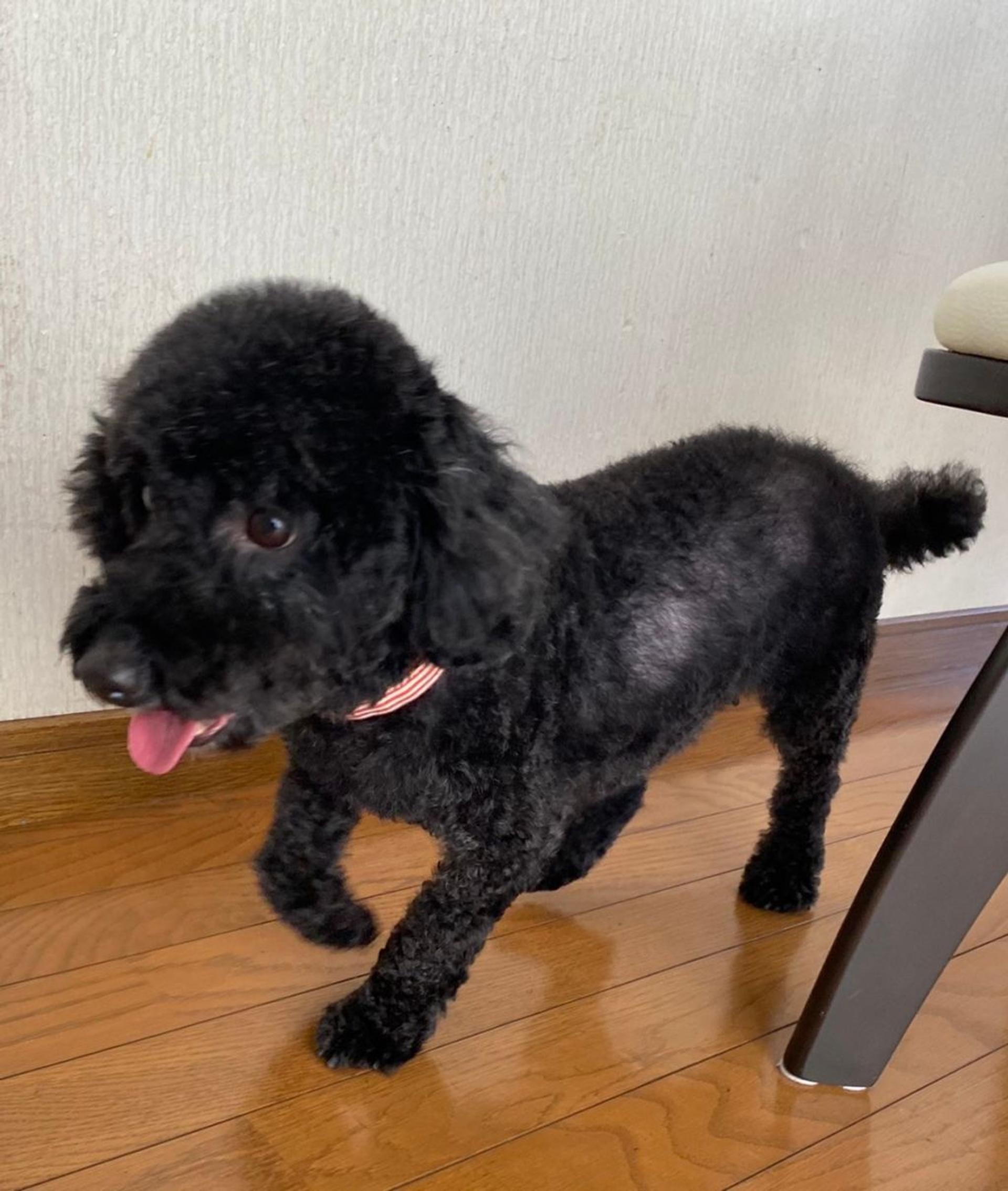 pet-image-6