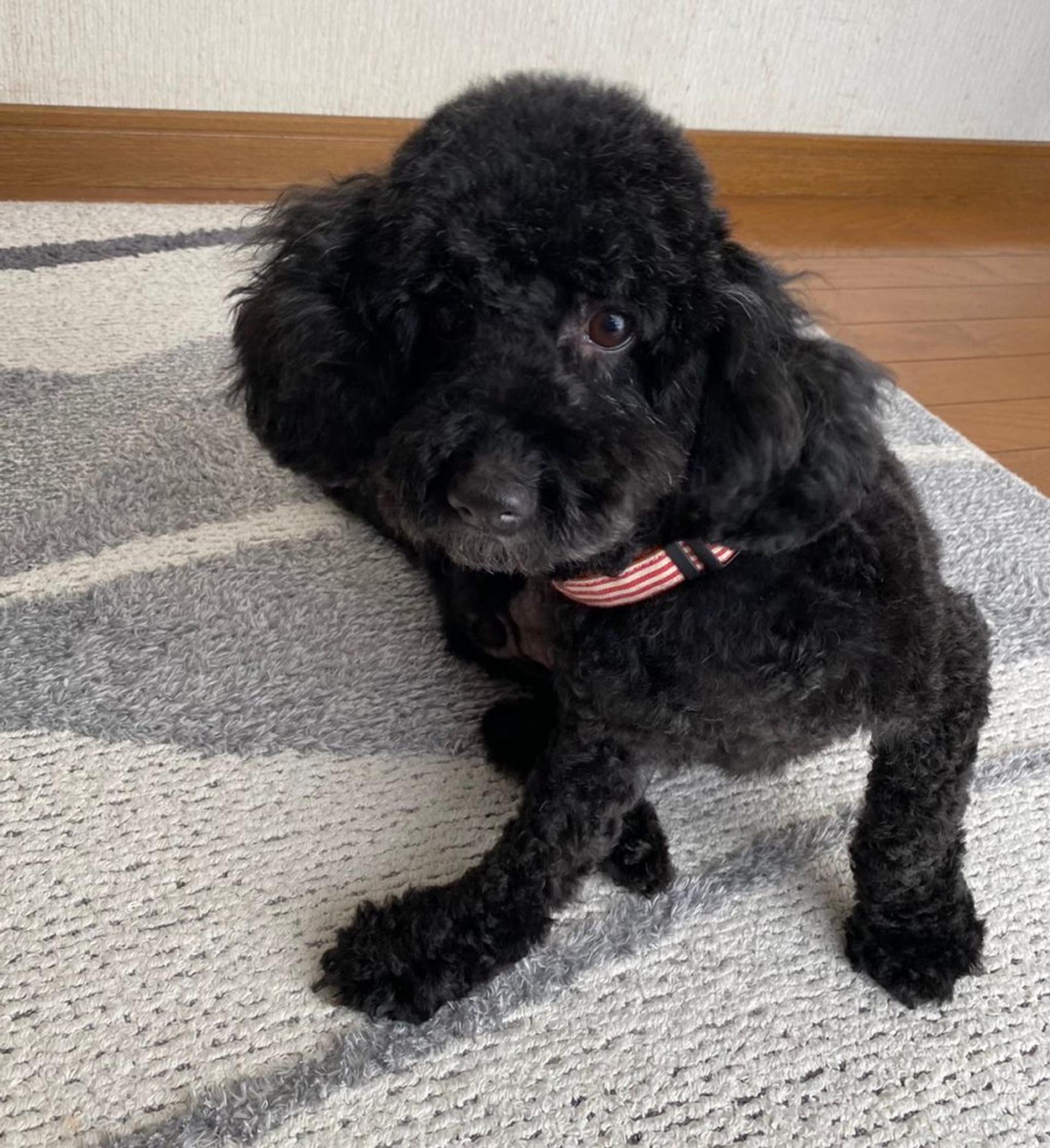 pet-image-7