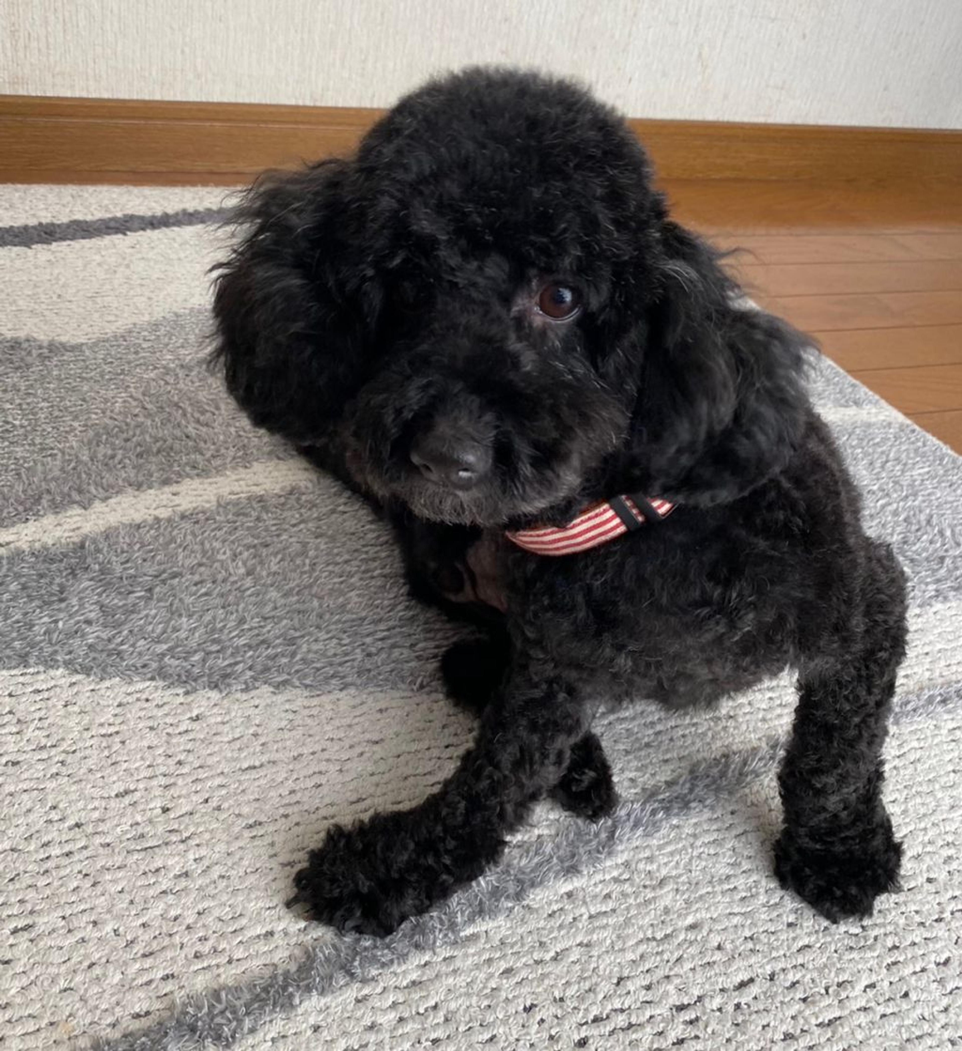 pet-image-7
