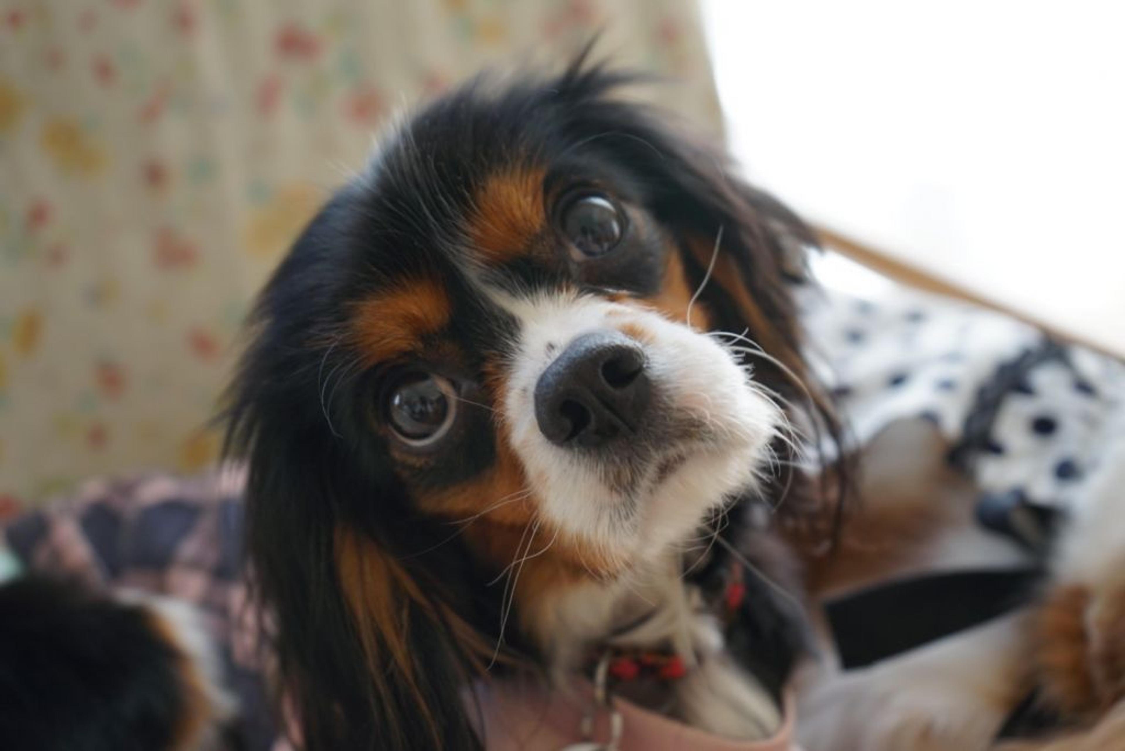 pet-image-2
