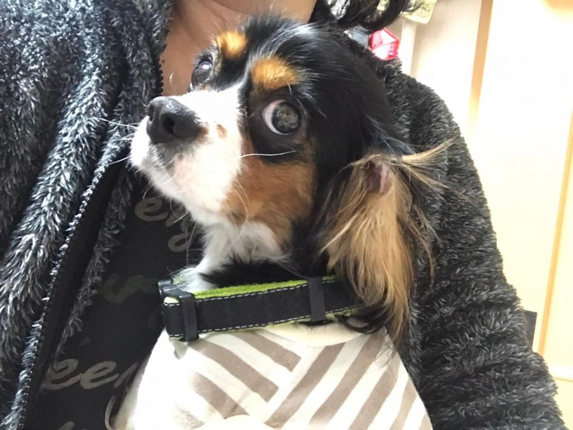 pet-image-5