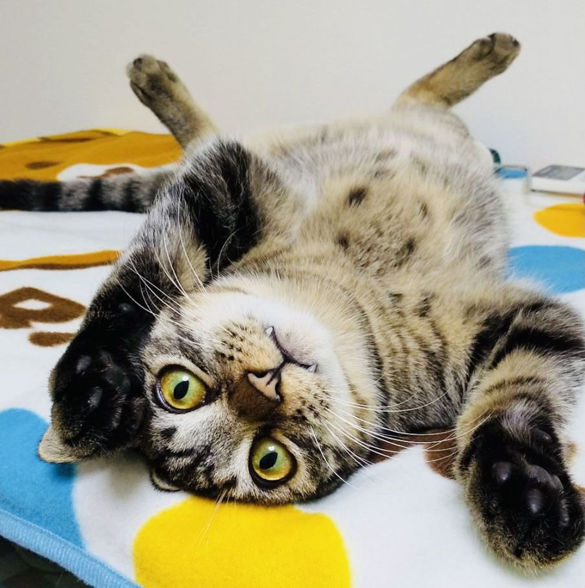 雑種（ミックス猫）・オスの里親募集の写真