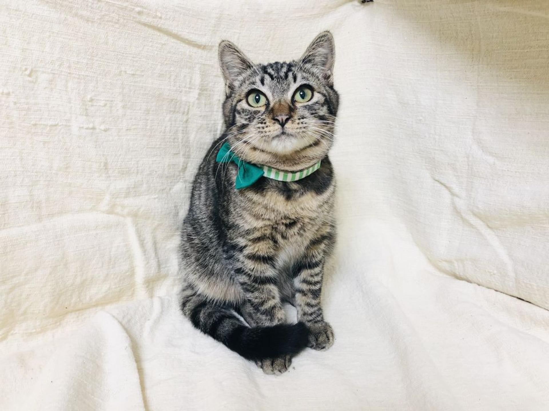 pet-image-5