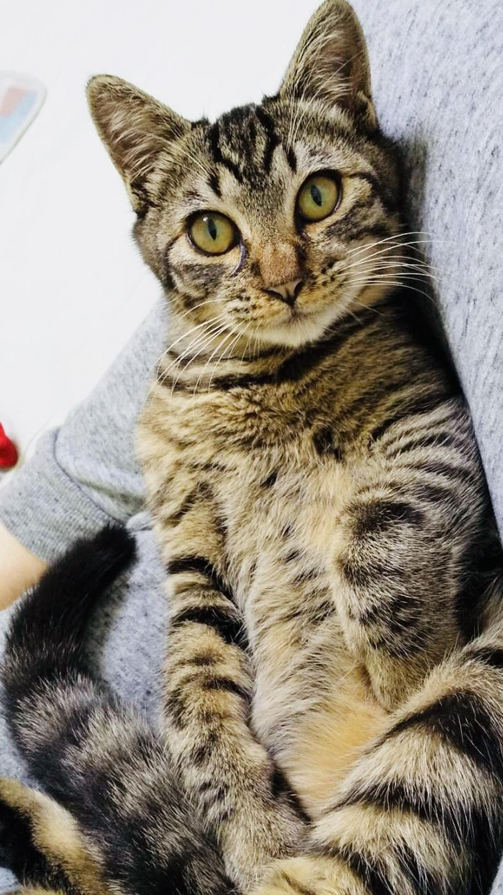 pet-image-6