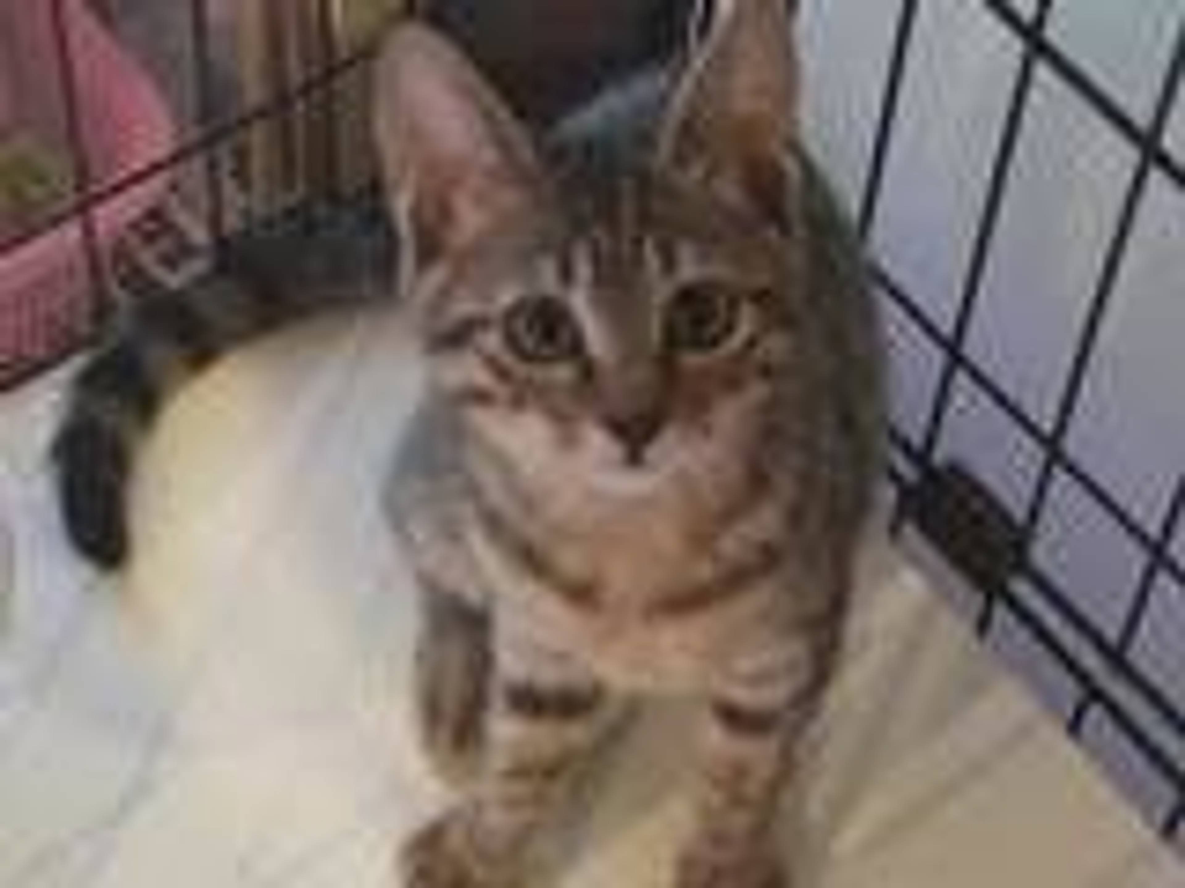 雑種（ミックス猫）・メスの里親募集の写真