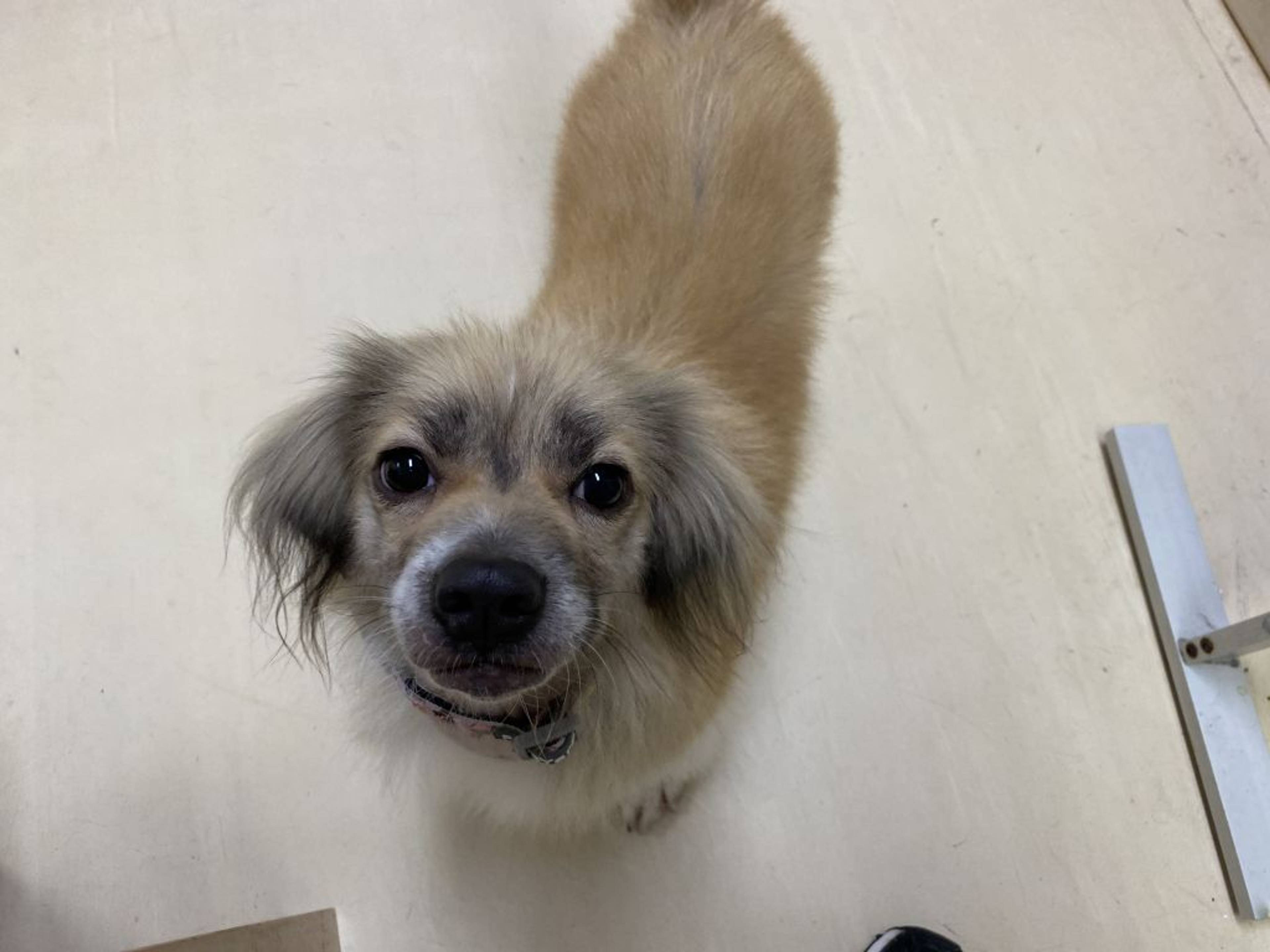雑種（ミックス犬）・メスの里親募集の写真