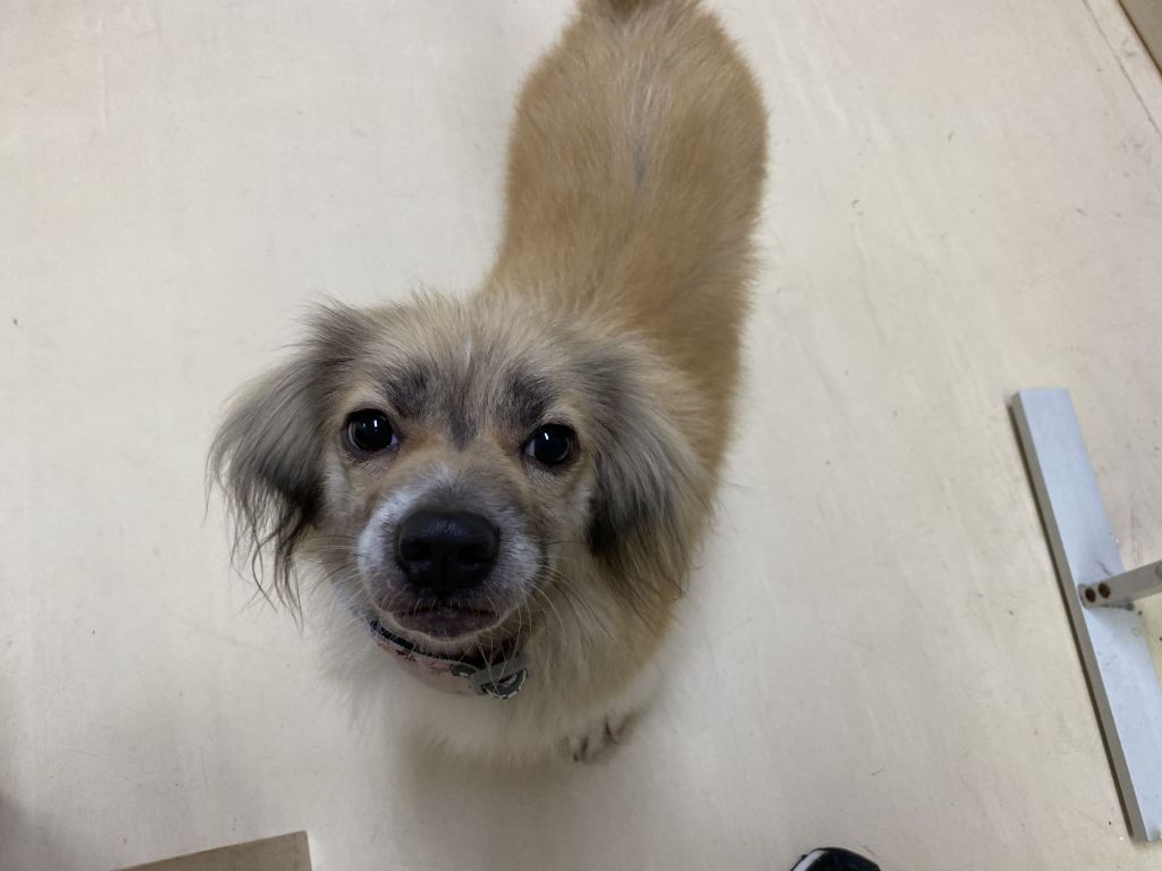 雑種（ミックス犬）・メスの里親募集の写真