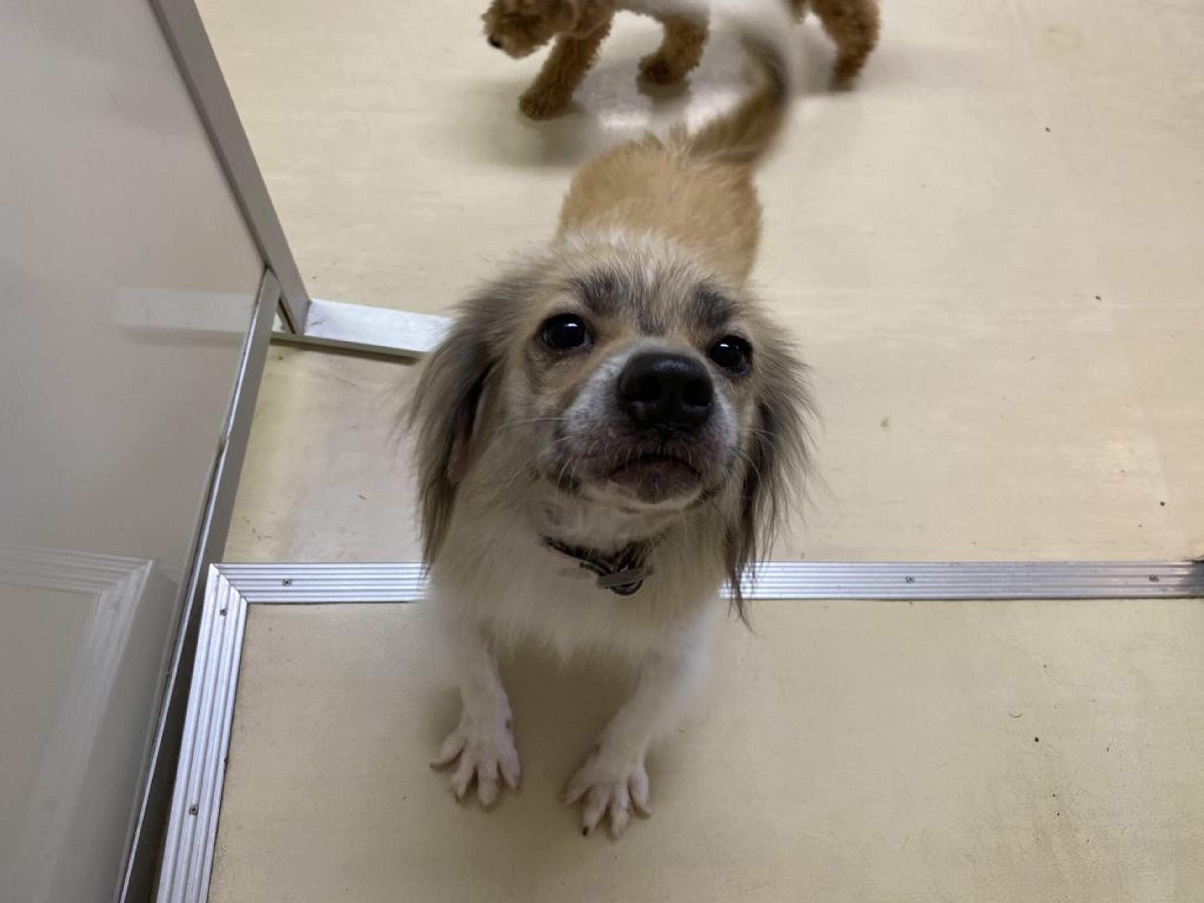 pet-image-2