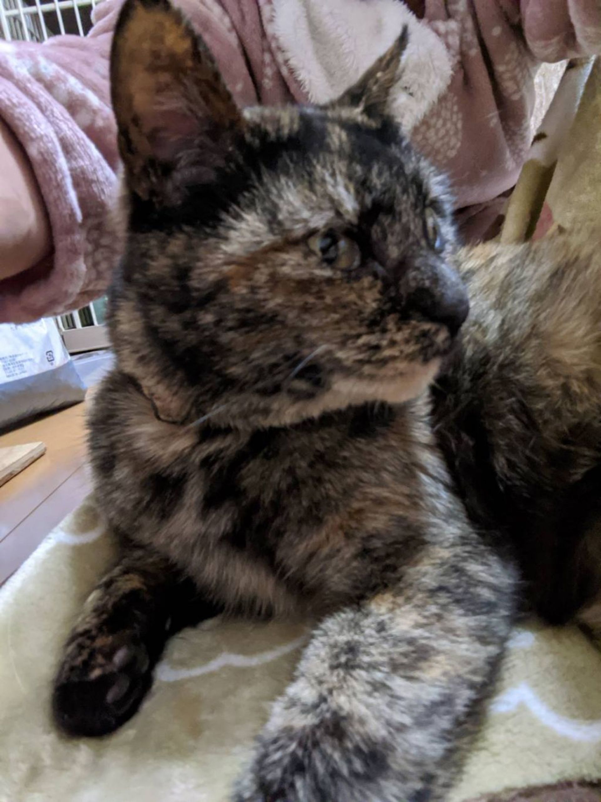 雑種（ミックス猫）・メスの里親募集の写真