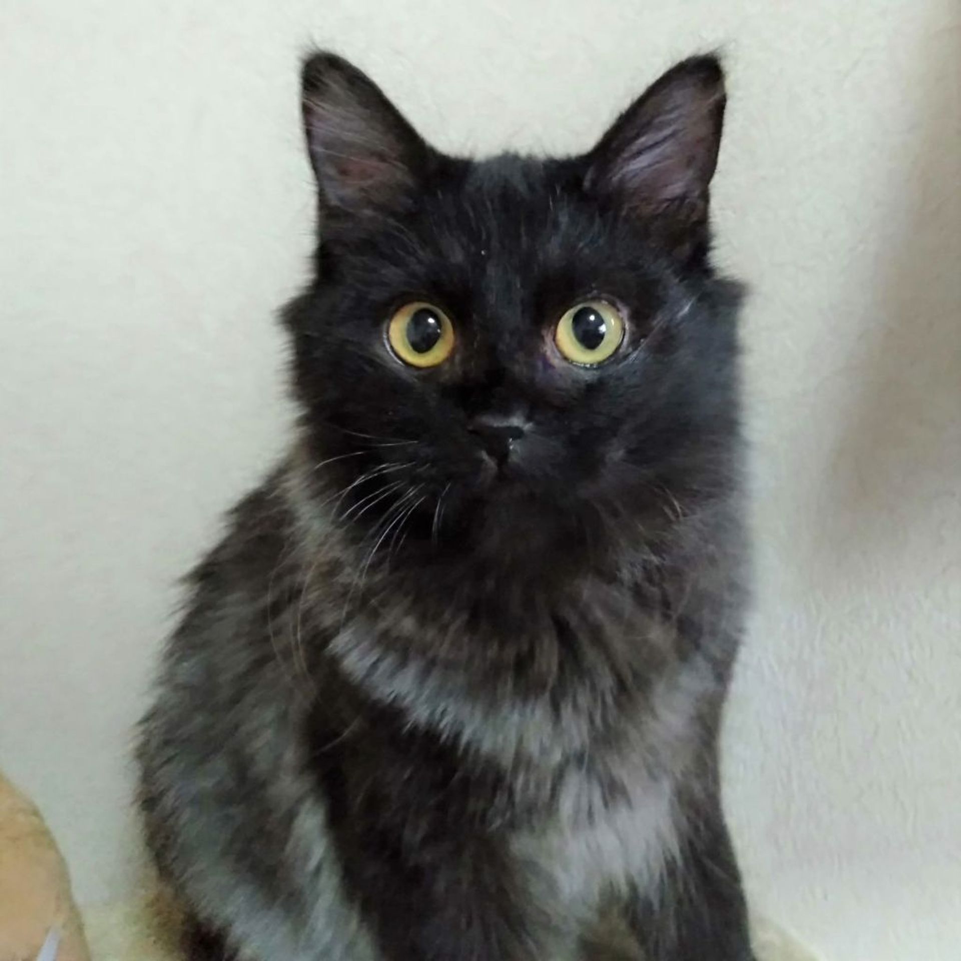 雑種（ミックス猫）・オスの里親募集の写真