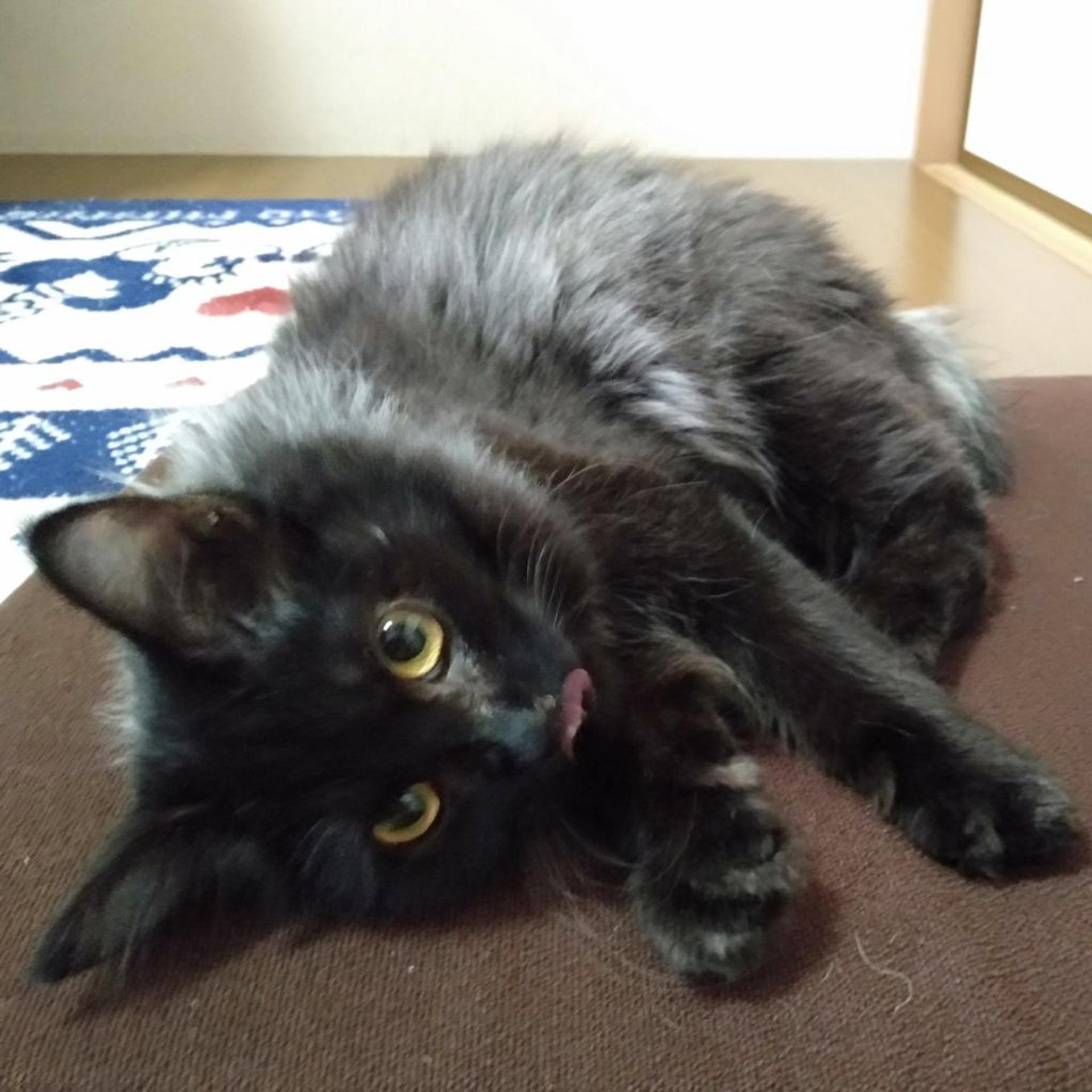 pet-image-3