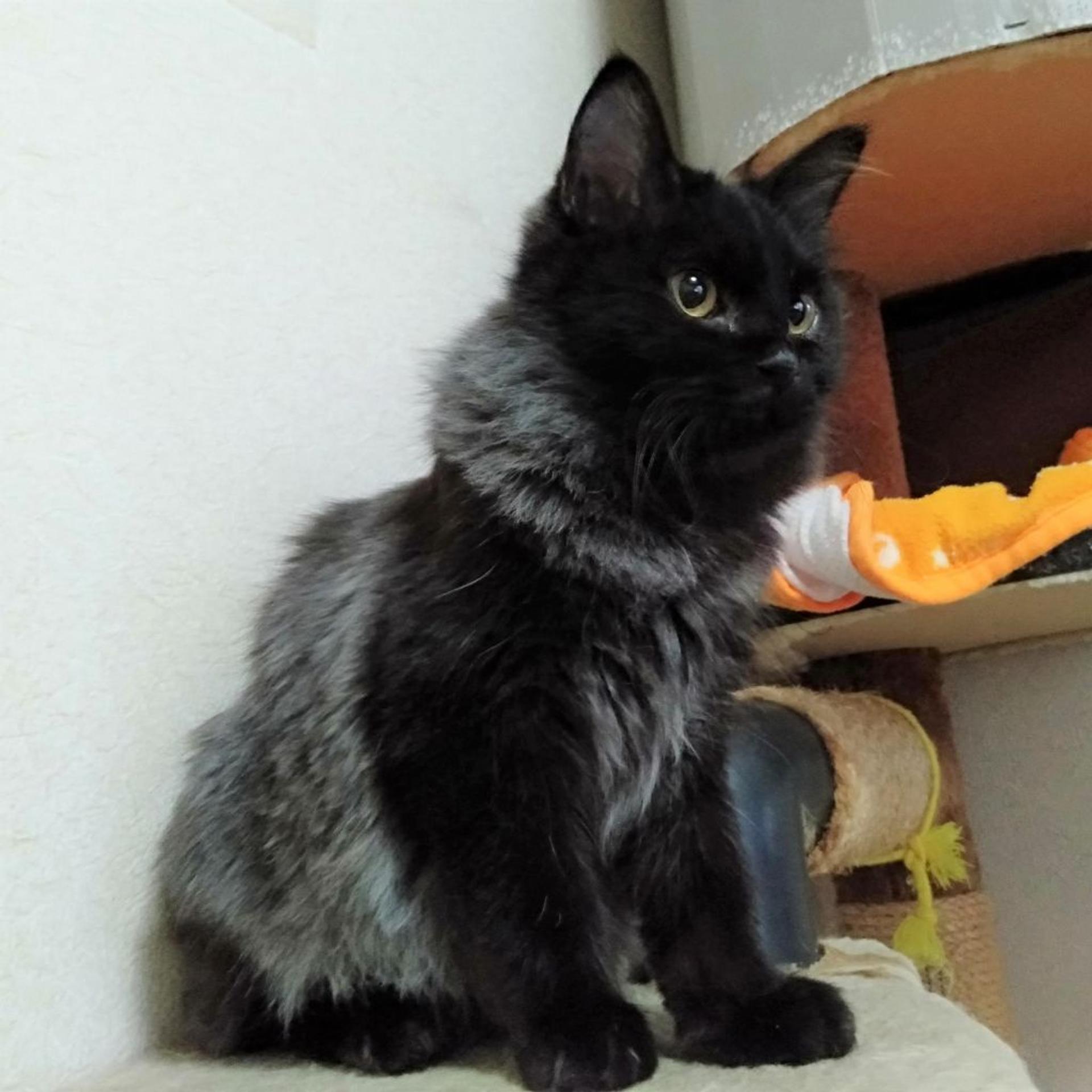 pet-image-6