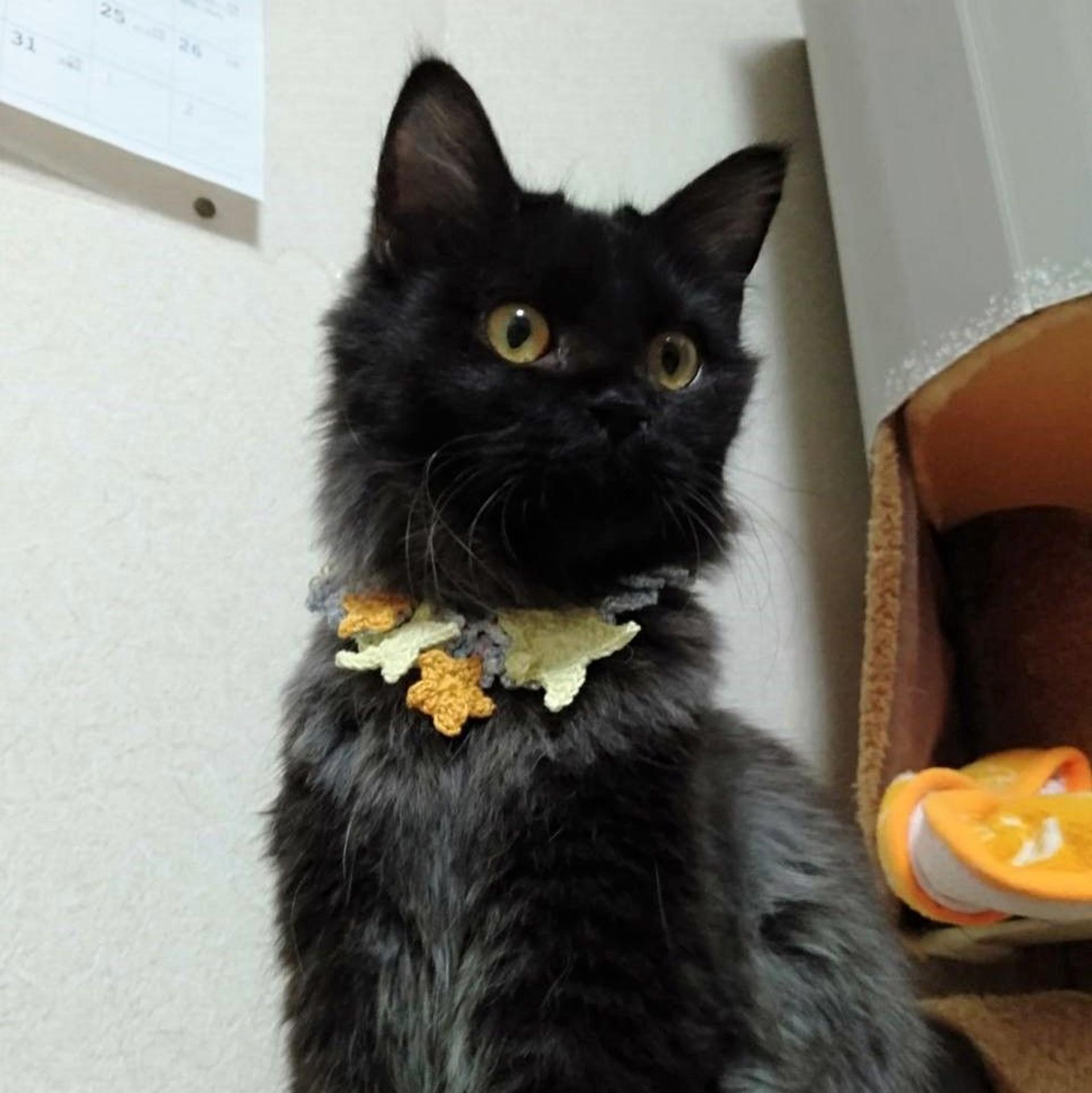 pet-image-8