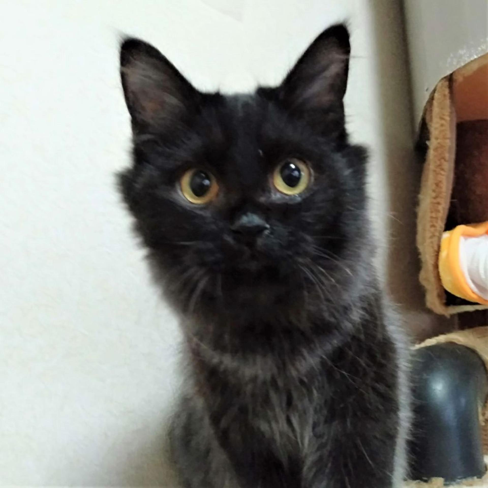 pet-image-9