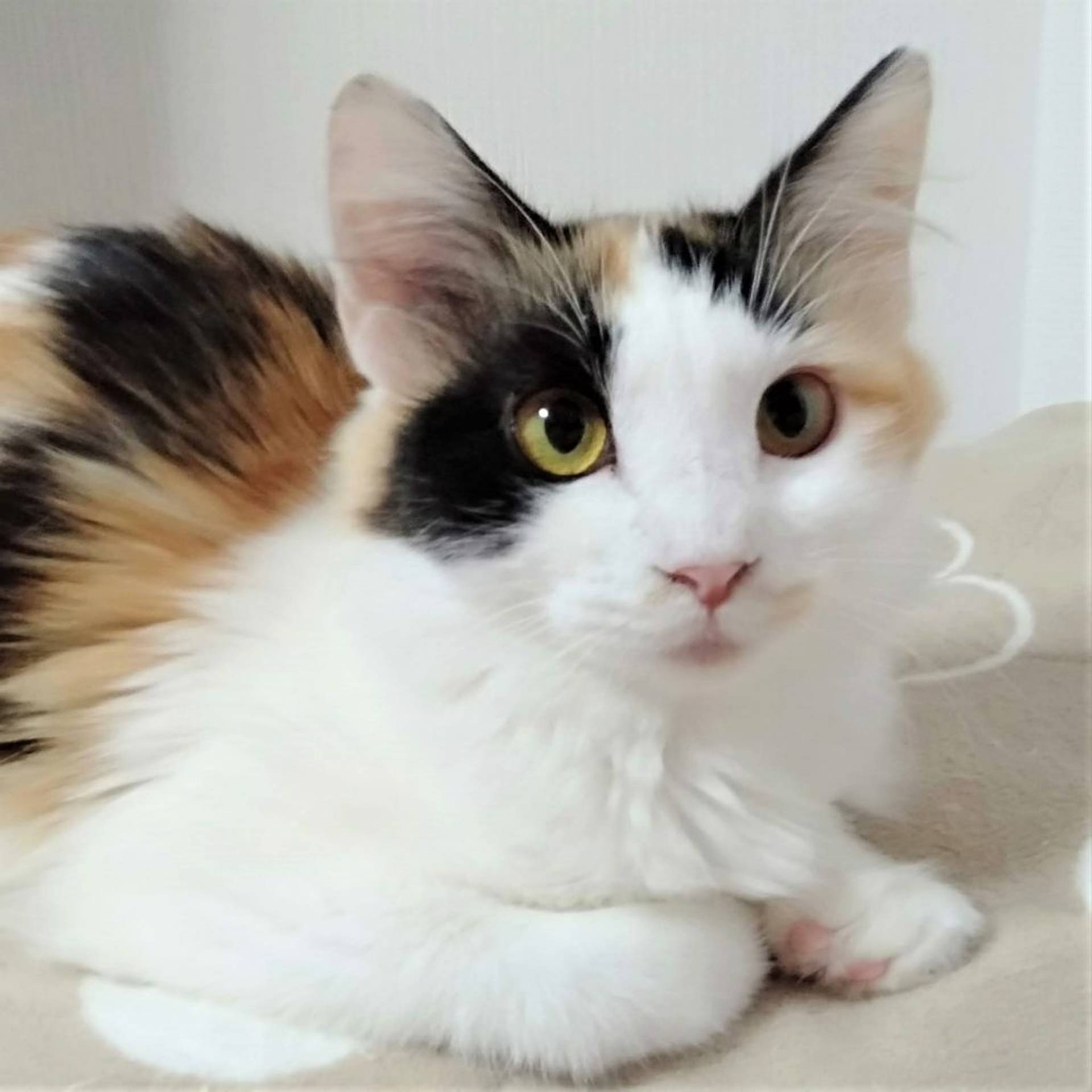 雑種（ミックス猫）・メスの里親募集の写真