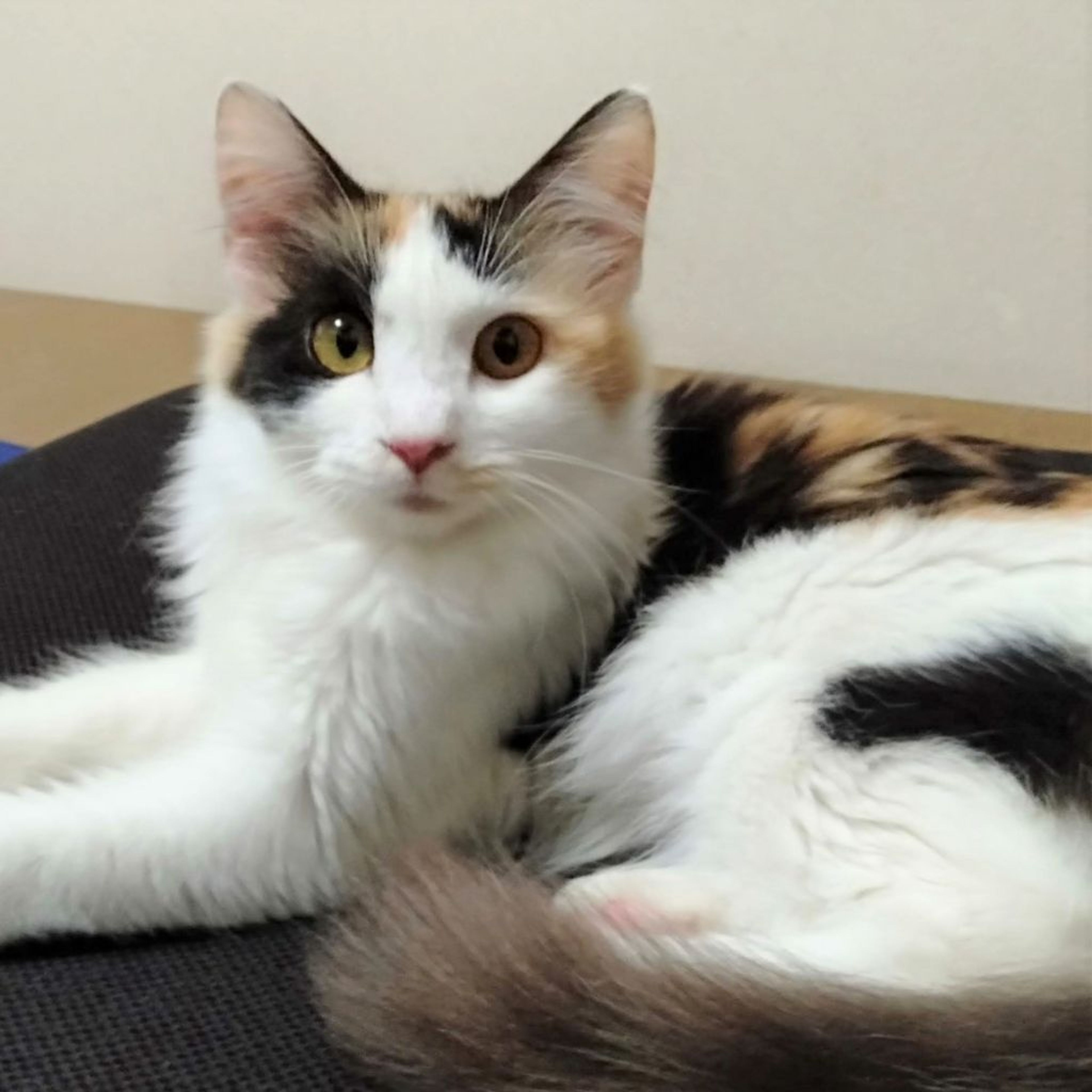 pet-image-2