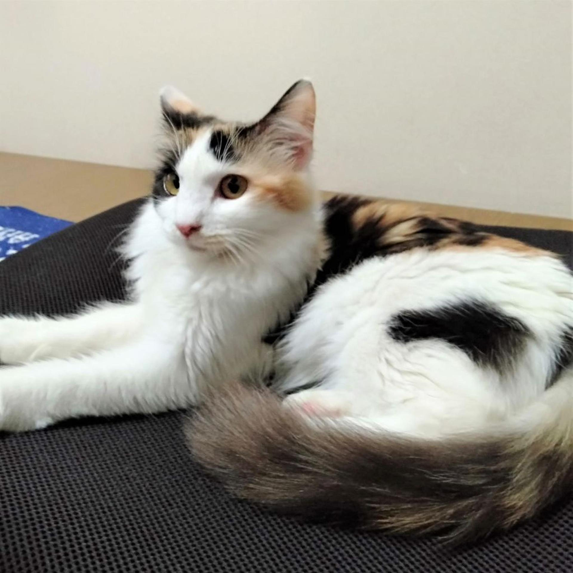pet-image-3