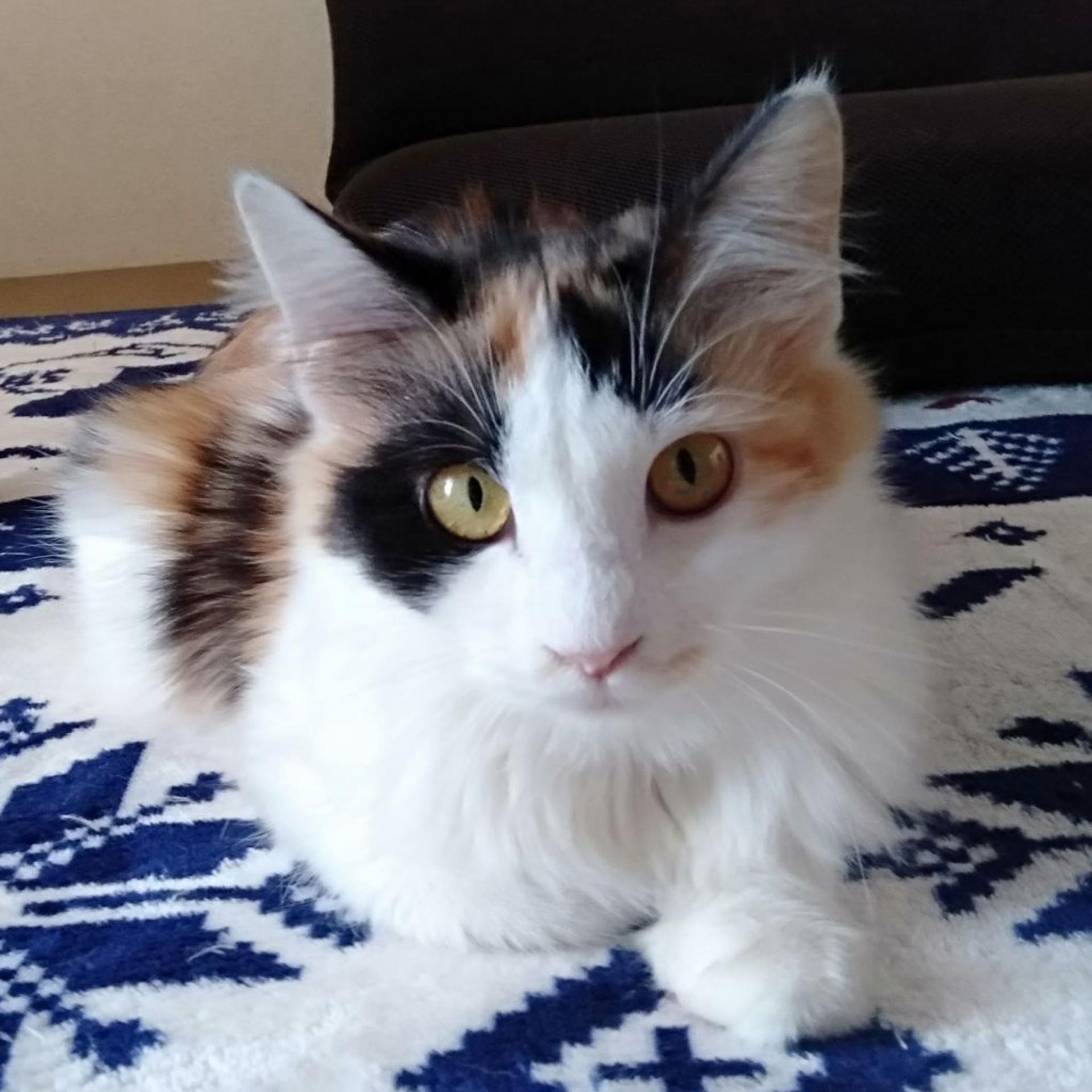 pet-image-6