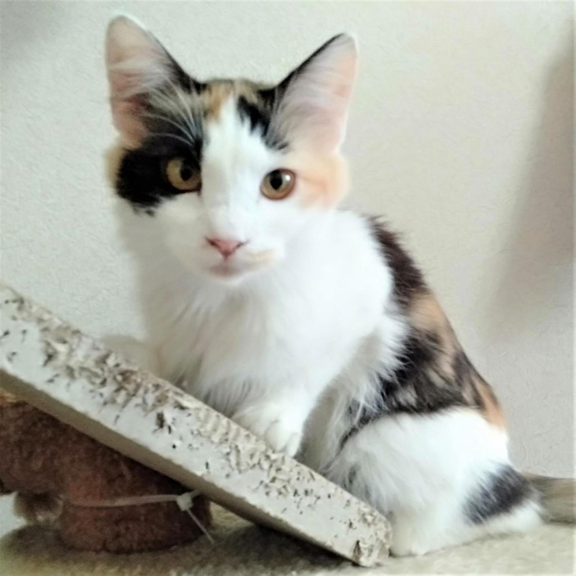 pet-image-7